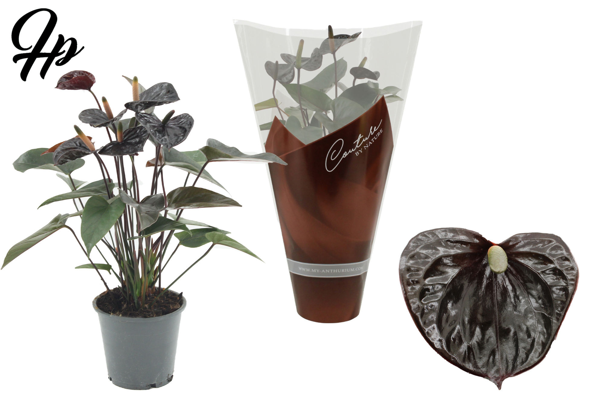 Anthurium Black Love in Couture sleeve, D 12 cm