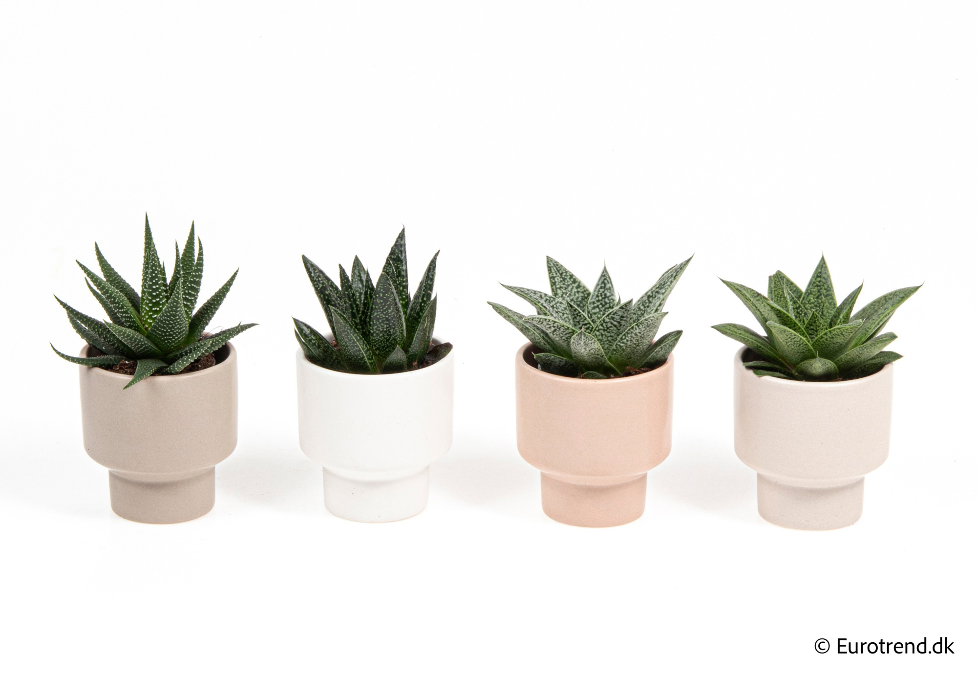 Succulent Mix in New Look ceramic 2026, D 6