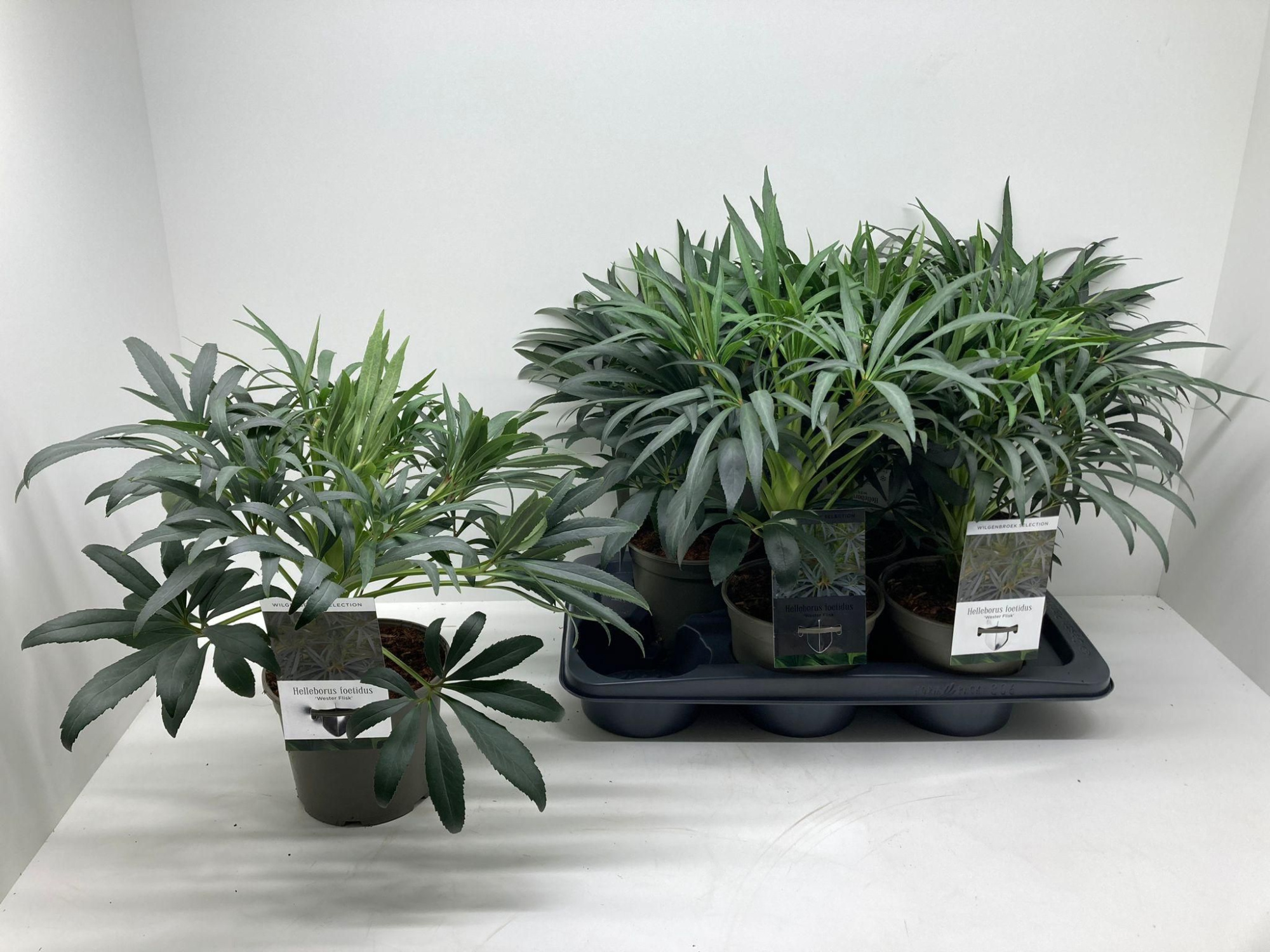 Helleborus foetidus 'Wester Flisk', D 17 cm