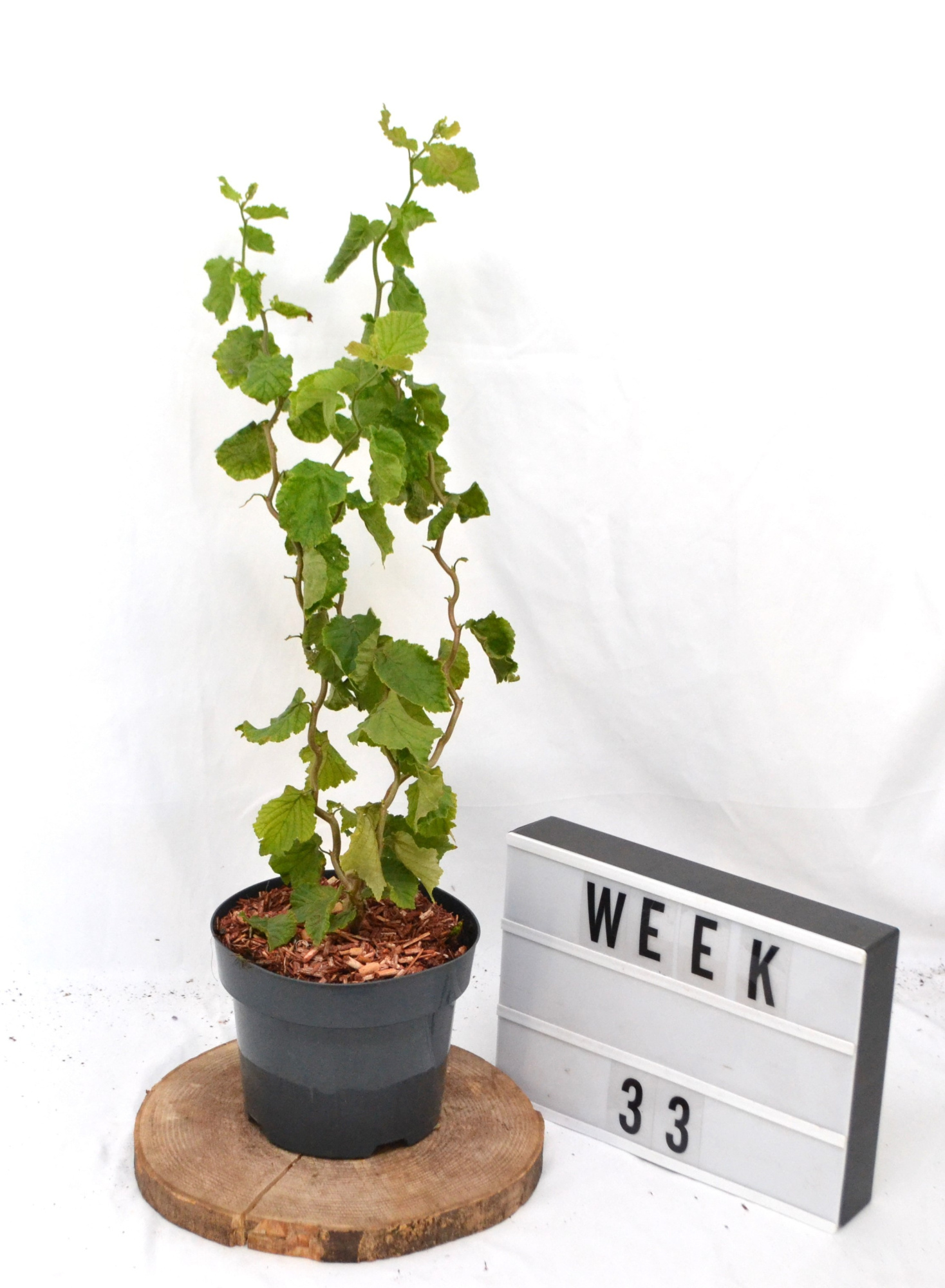 Corylus avellana Twister C3 40-60, D 19 cm