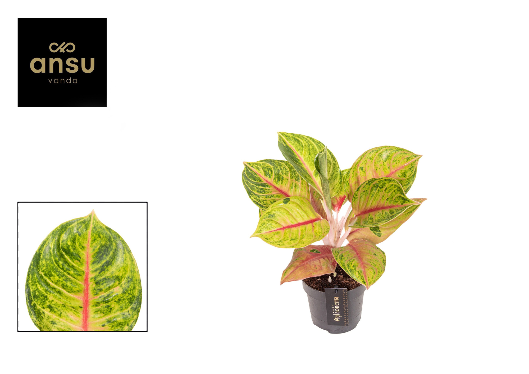 Aglaonema Iguana Red, D 12 cm