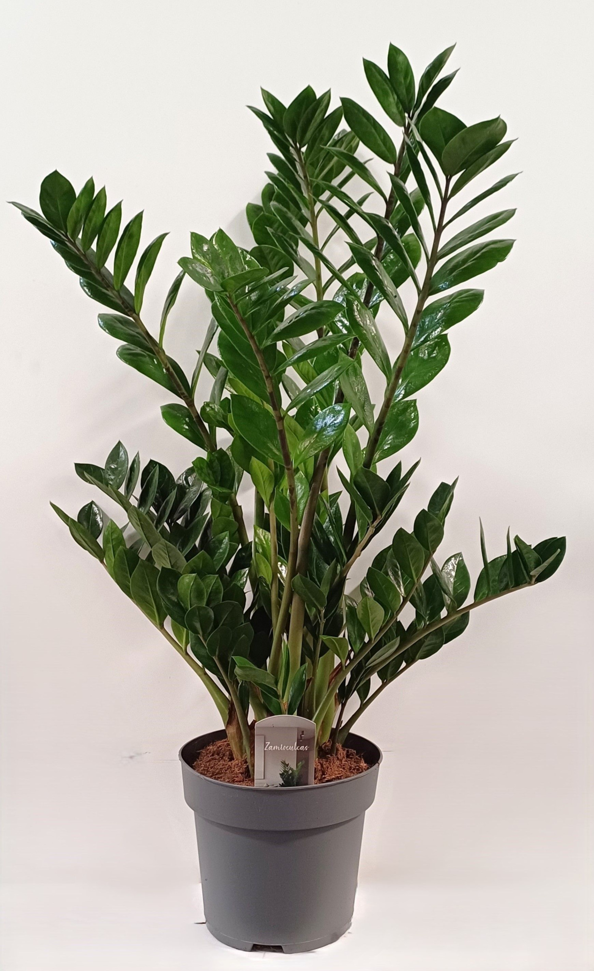 zamio pot 24, D 24 cm