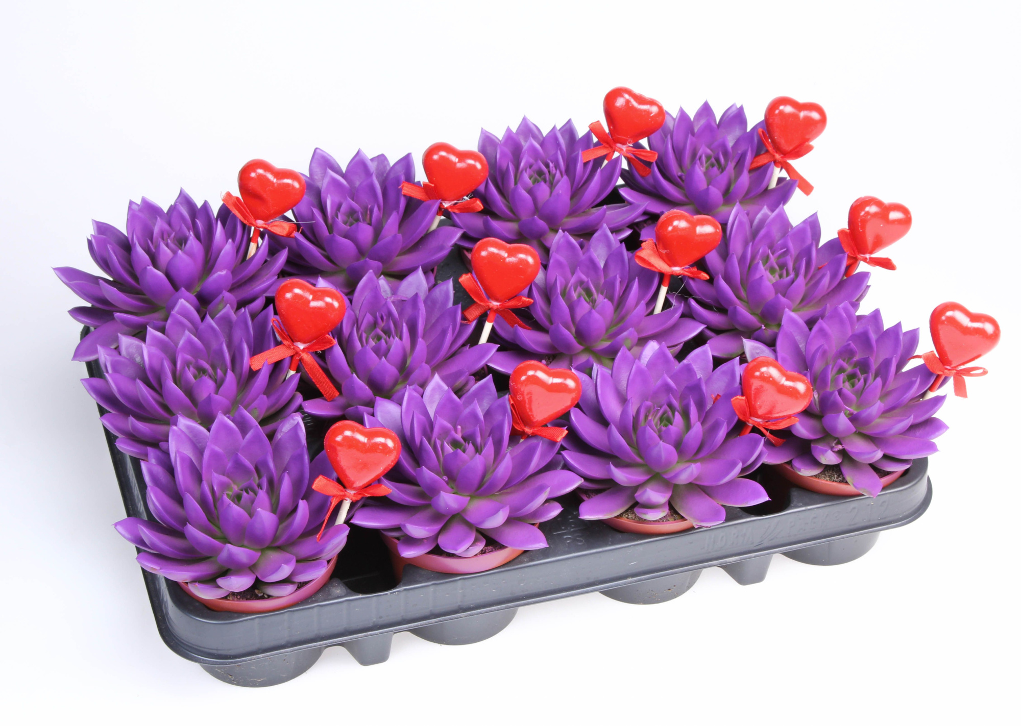 Miranda paars + hartje, D 8,5 cm