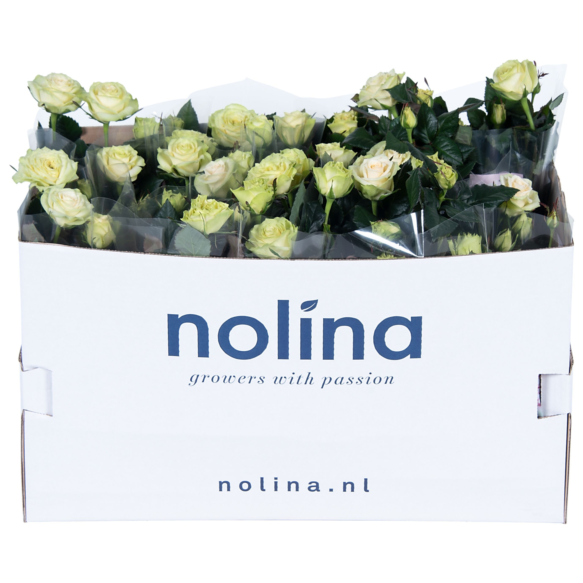 Nolina Roses Ø 13 cm White in box st. 1-2, D 13 cm