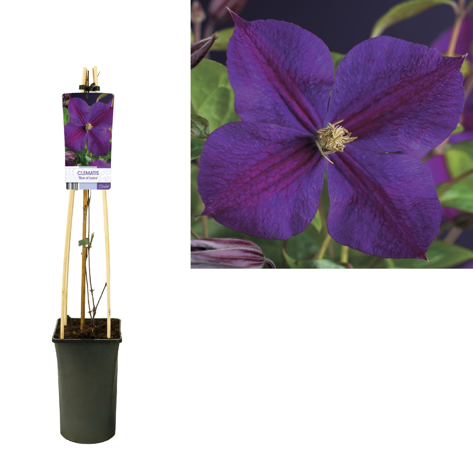 Clematis 'Star of India' +light label, D 17 cm
