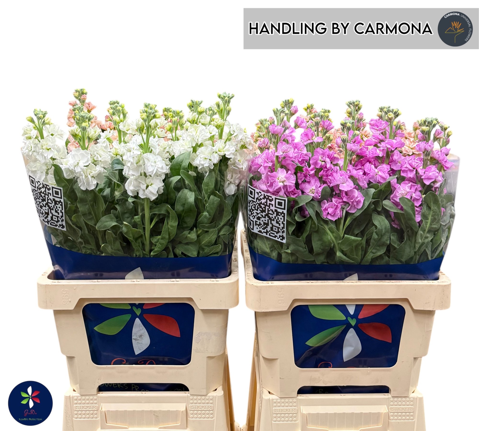 Маттиола од. Овериг 65, шт.