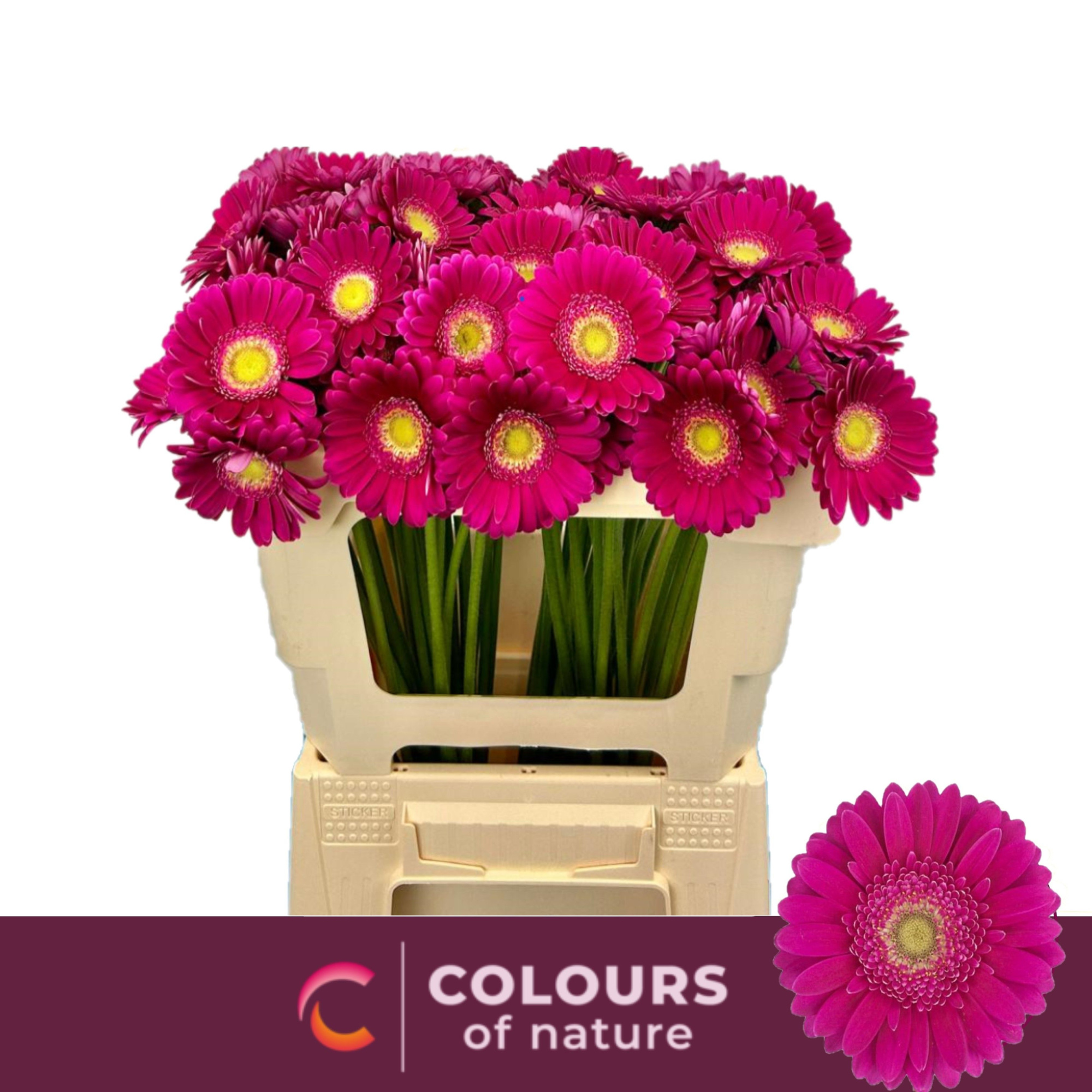 Гермини Эйрплэй, шт.