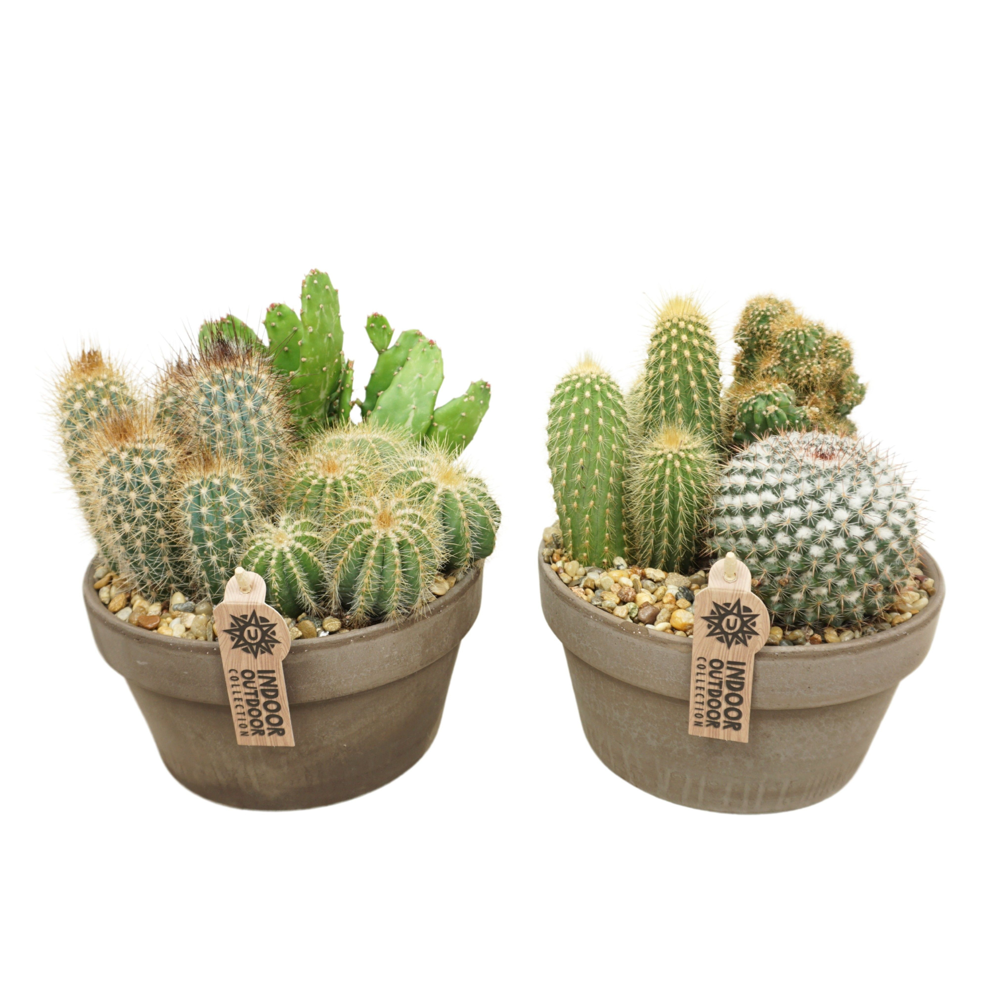 Cactus arrangement in 20 cm 'Grijze Schaal', D 20