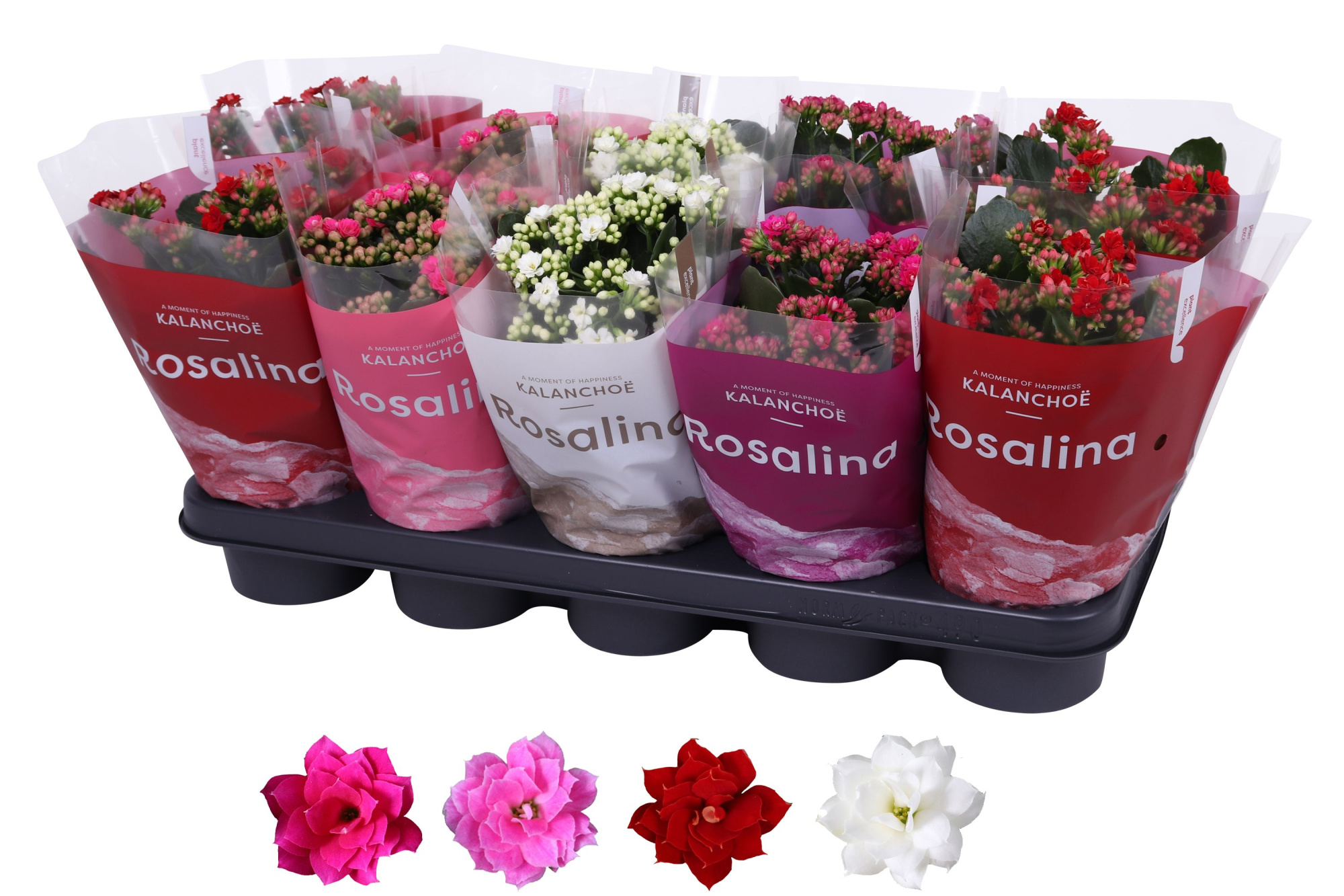 Kalanchoe Rosalina 12cm TST rz/wt/pa/rd, TST hoes, D 12