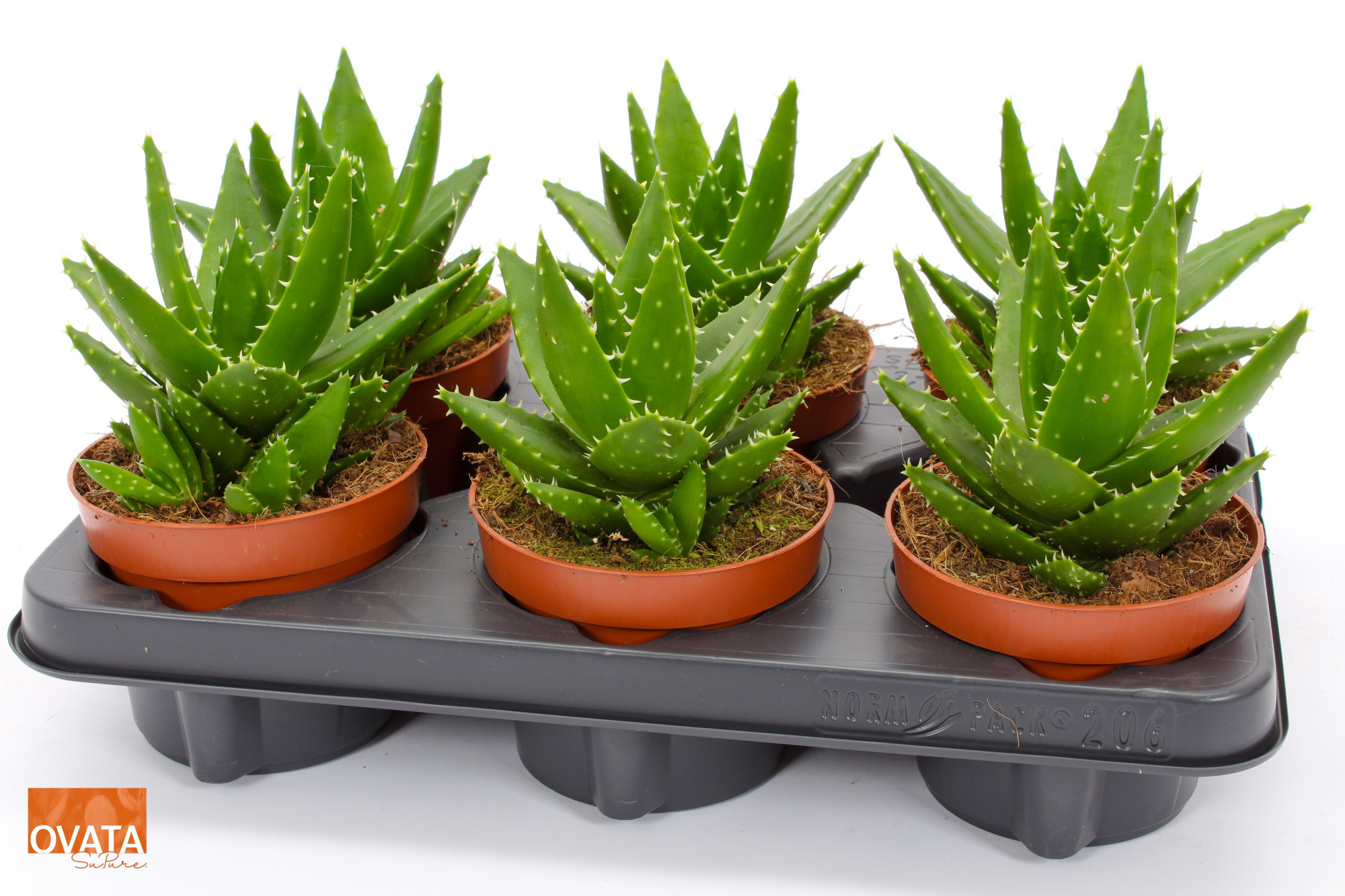 Aloe perfoliata 12 ROCKS, D 12 cm