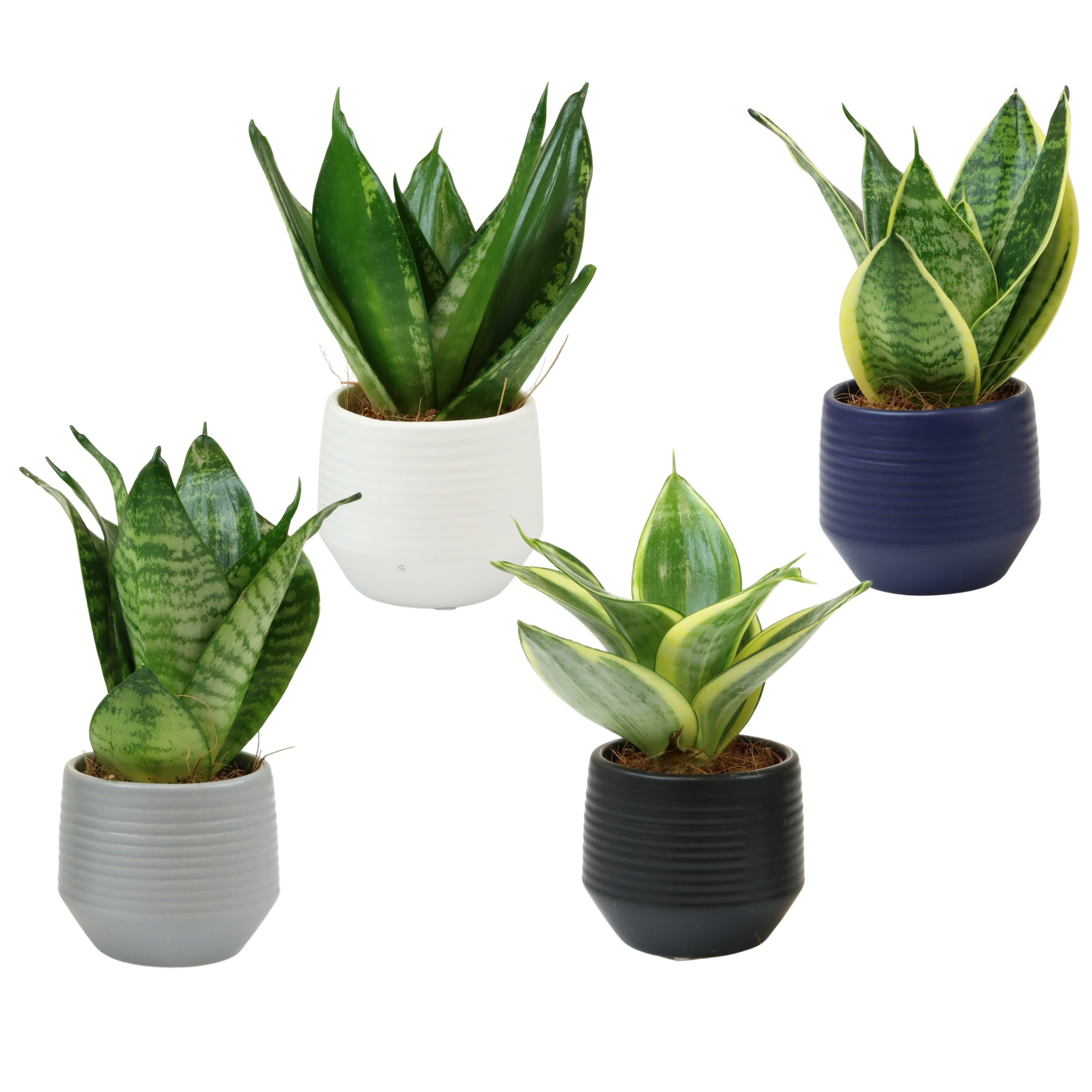 Boston with Sansevieria hahni mix, D 6