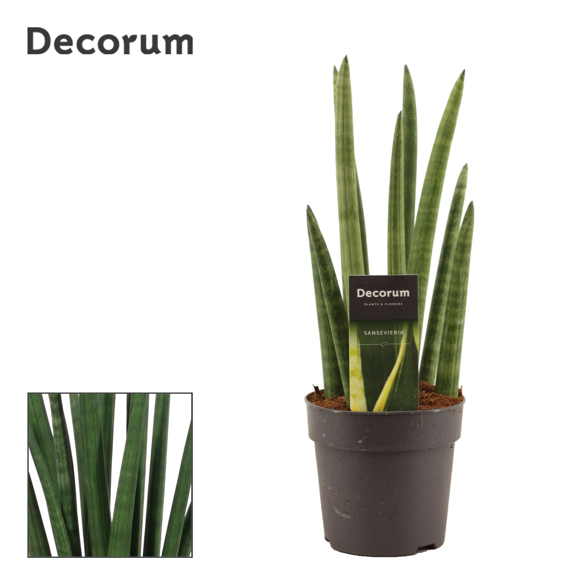 Sansevieria Cylindrica 12 cm Rocket(Decorum), D 12 cm