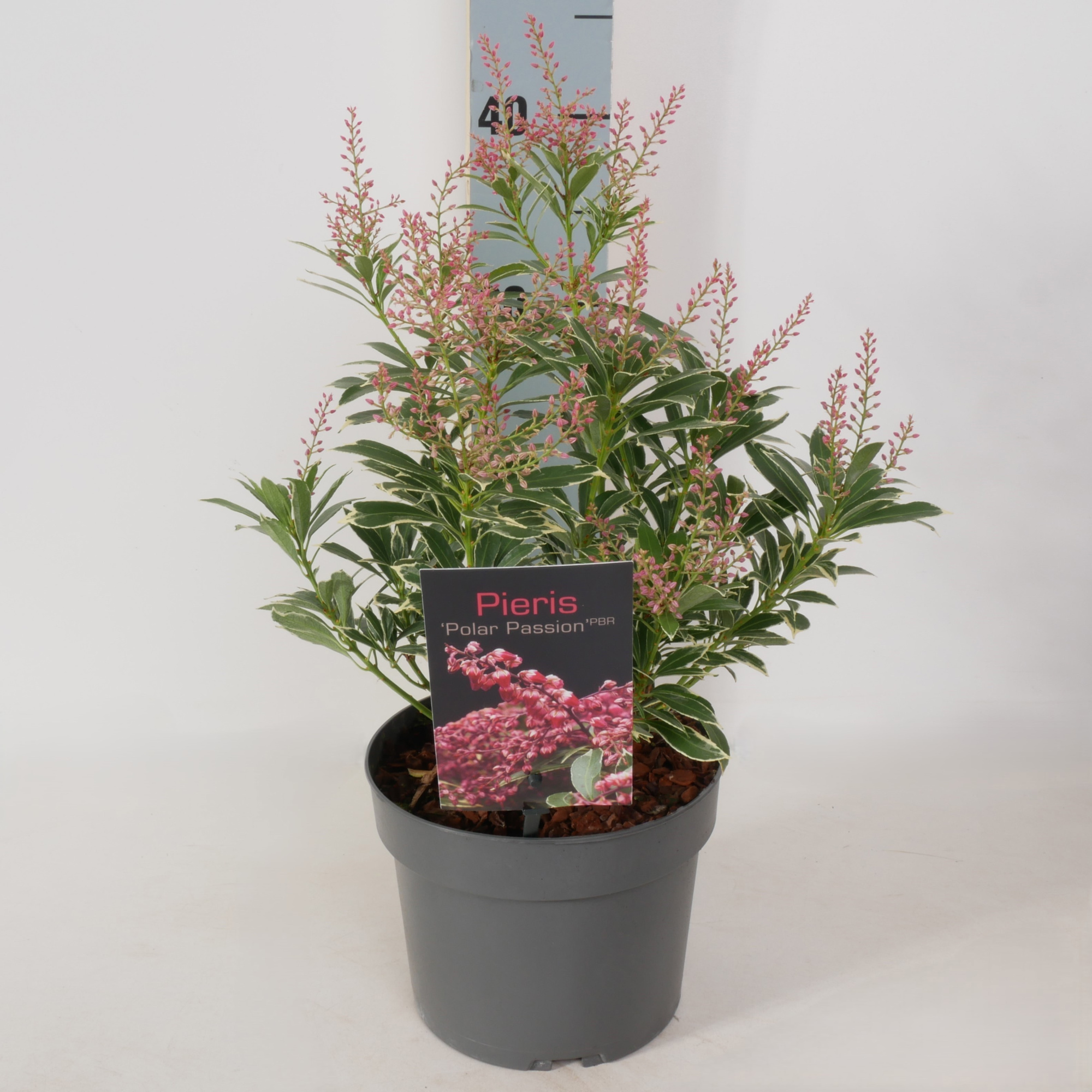 Pieris jap. 'Polar Passion' P17, D 17