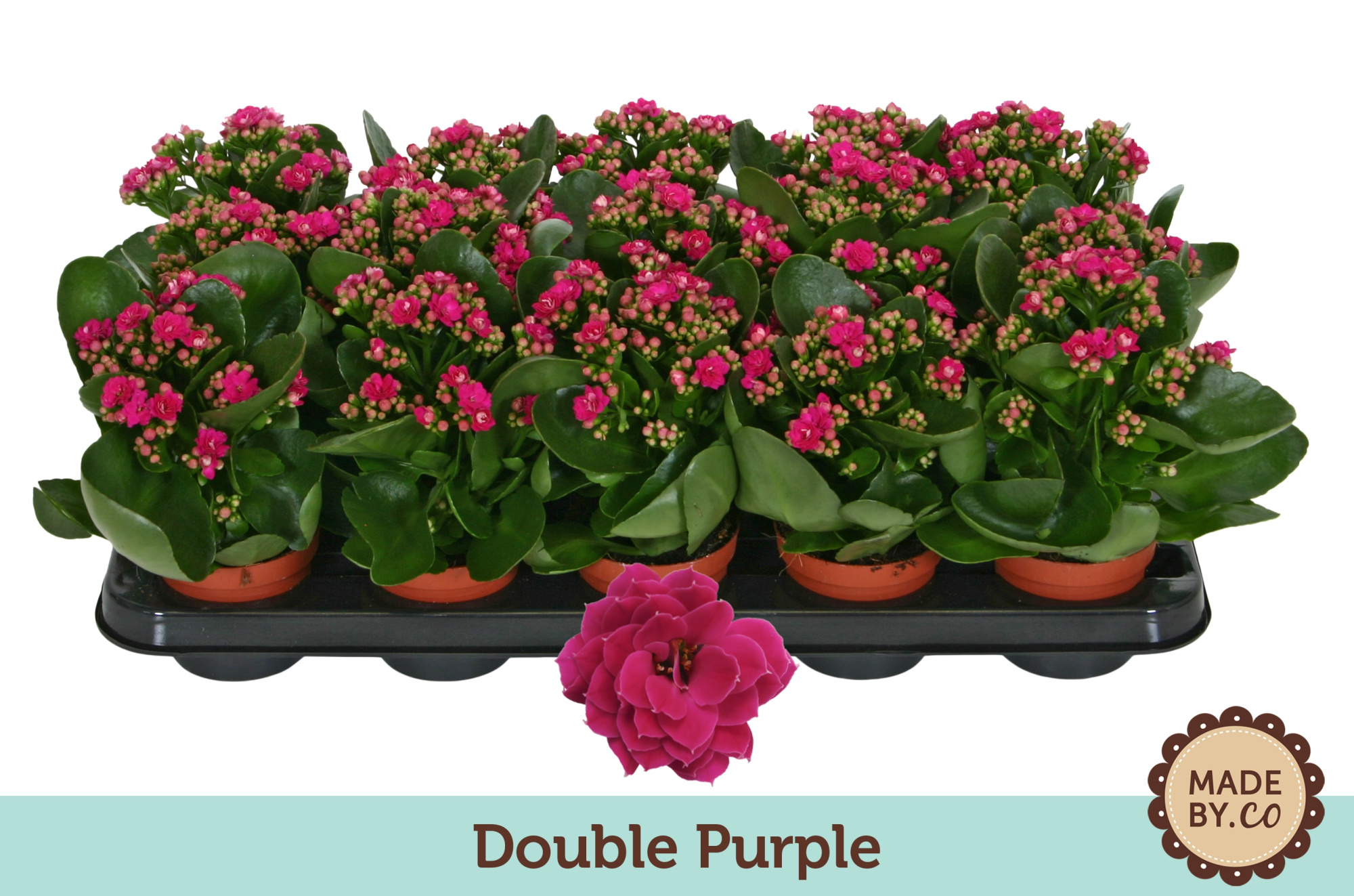 Kalanchoë Double Purple - no sleeve, D 9 cm