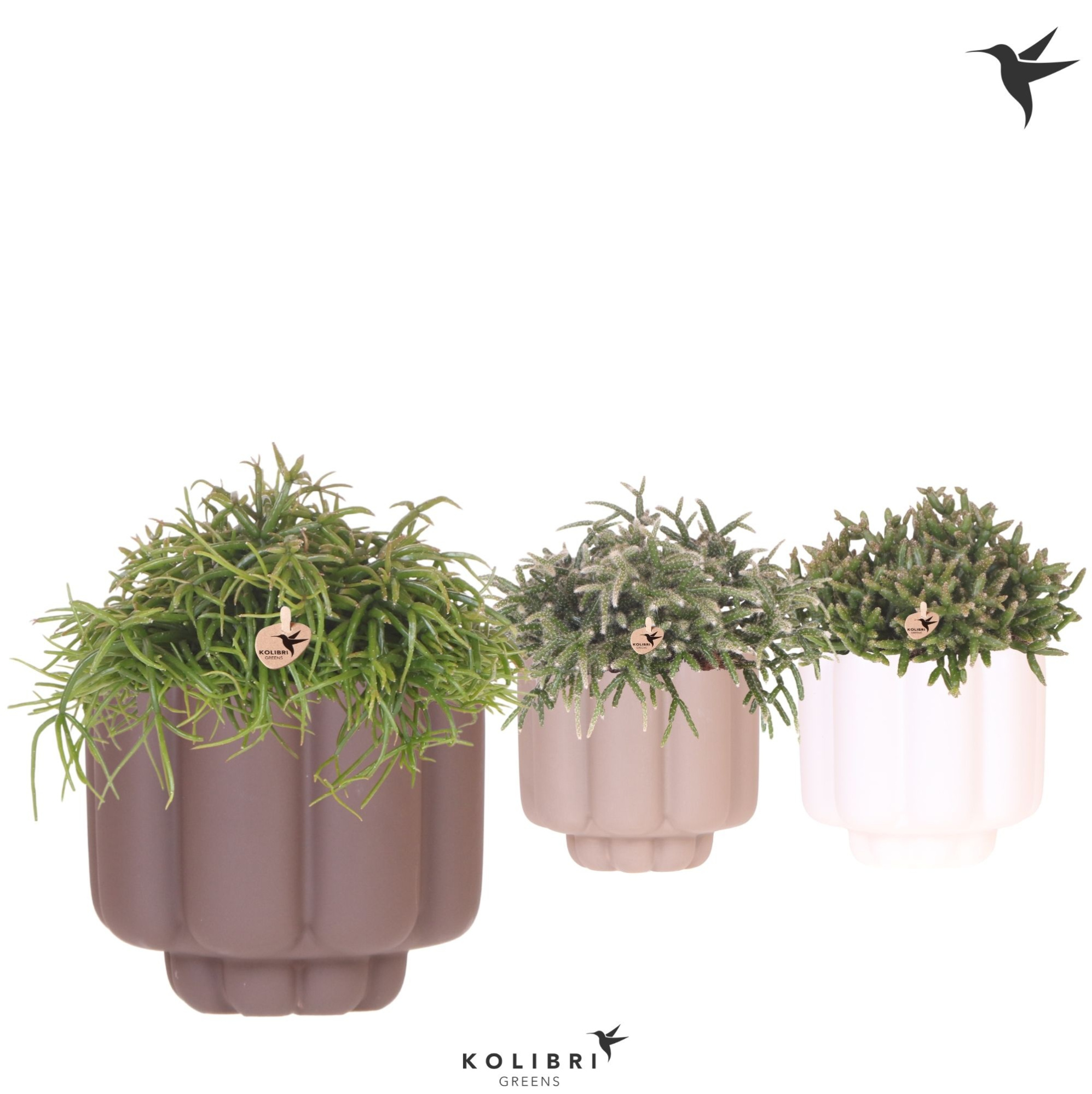 Kolibri Greens Rhipsalis mix in Retro pot sand mix, D 12 cm
