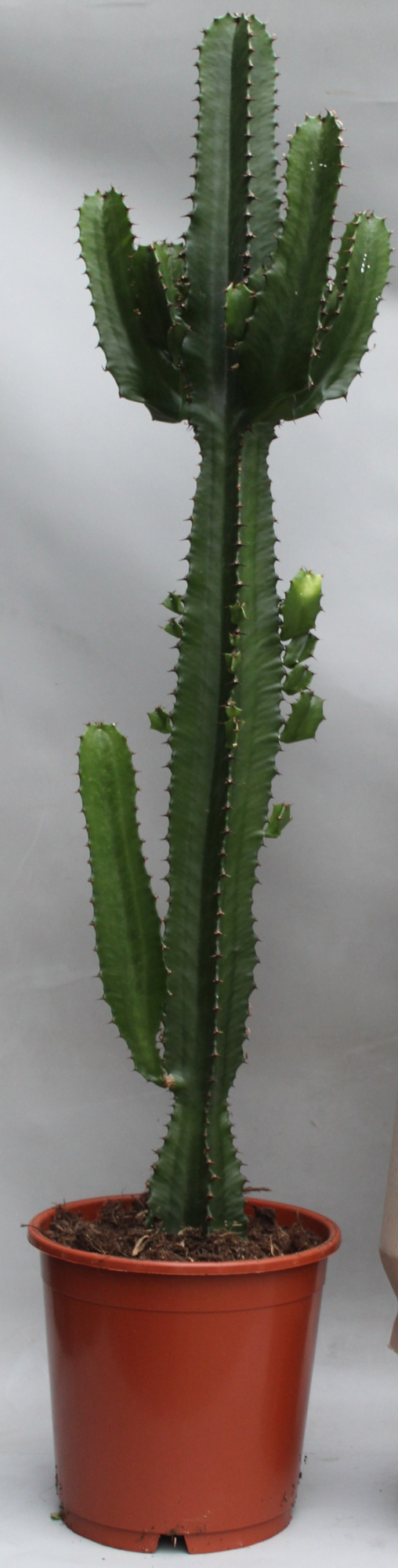 Euphorbia Acrurensis p24, D 24 cm