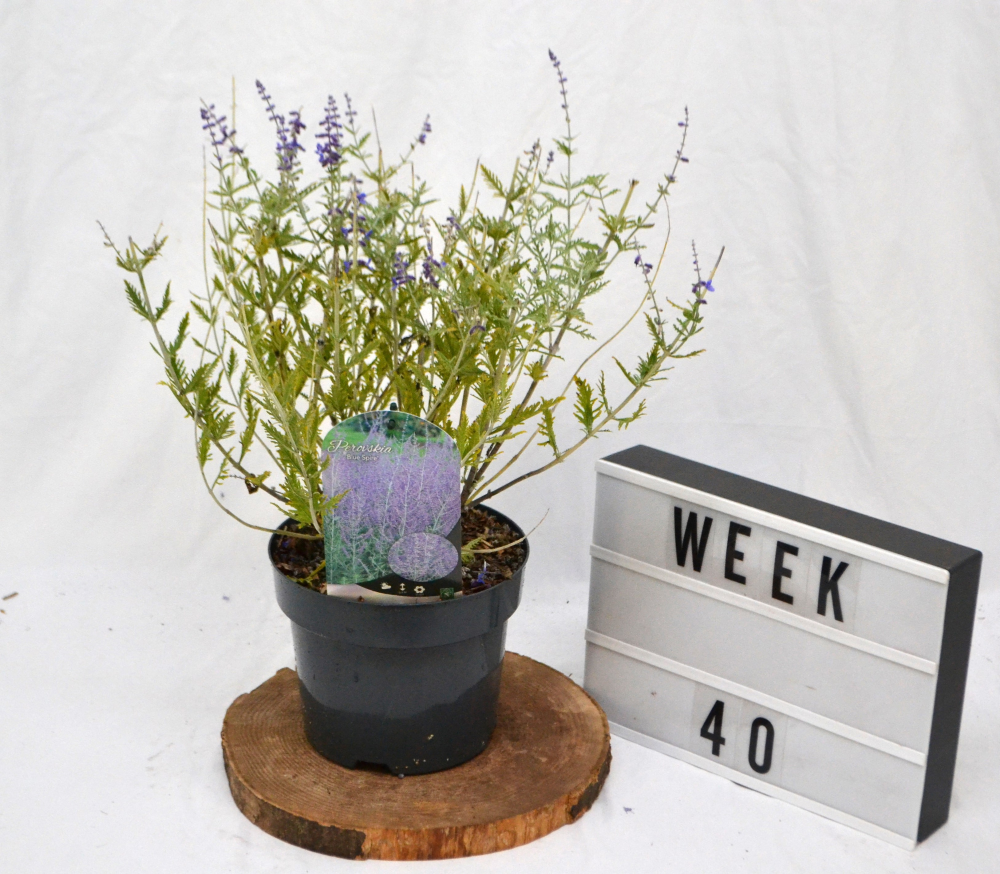 Perovskia 'Blue Spire C3, D 19 cm