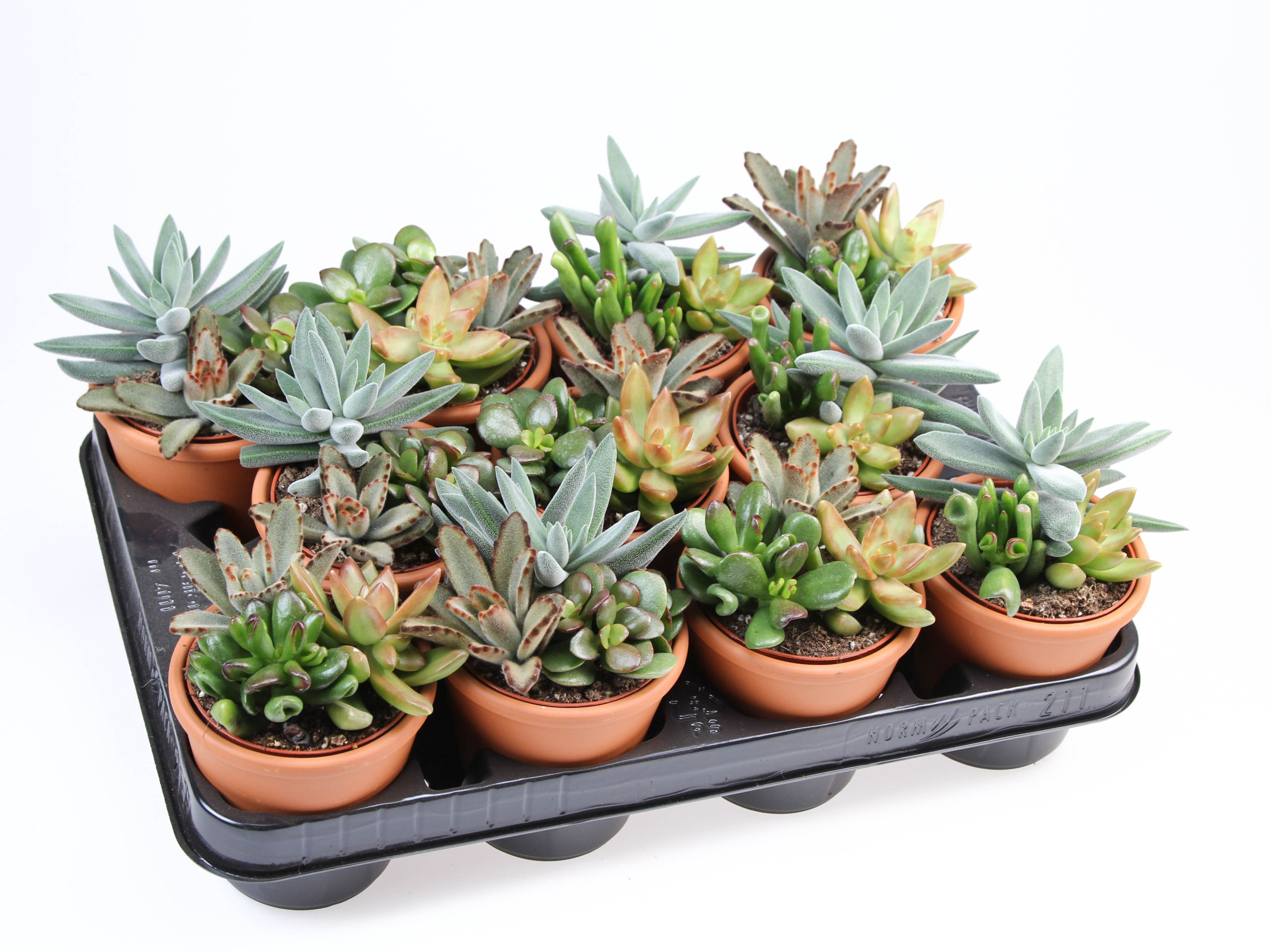 Succulenten trio in Rozenpot, D 8,5