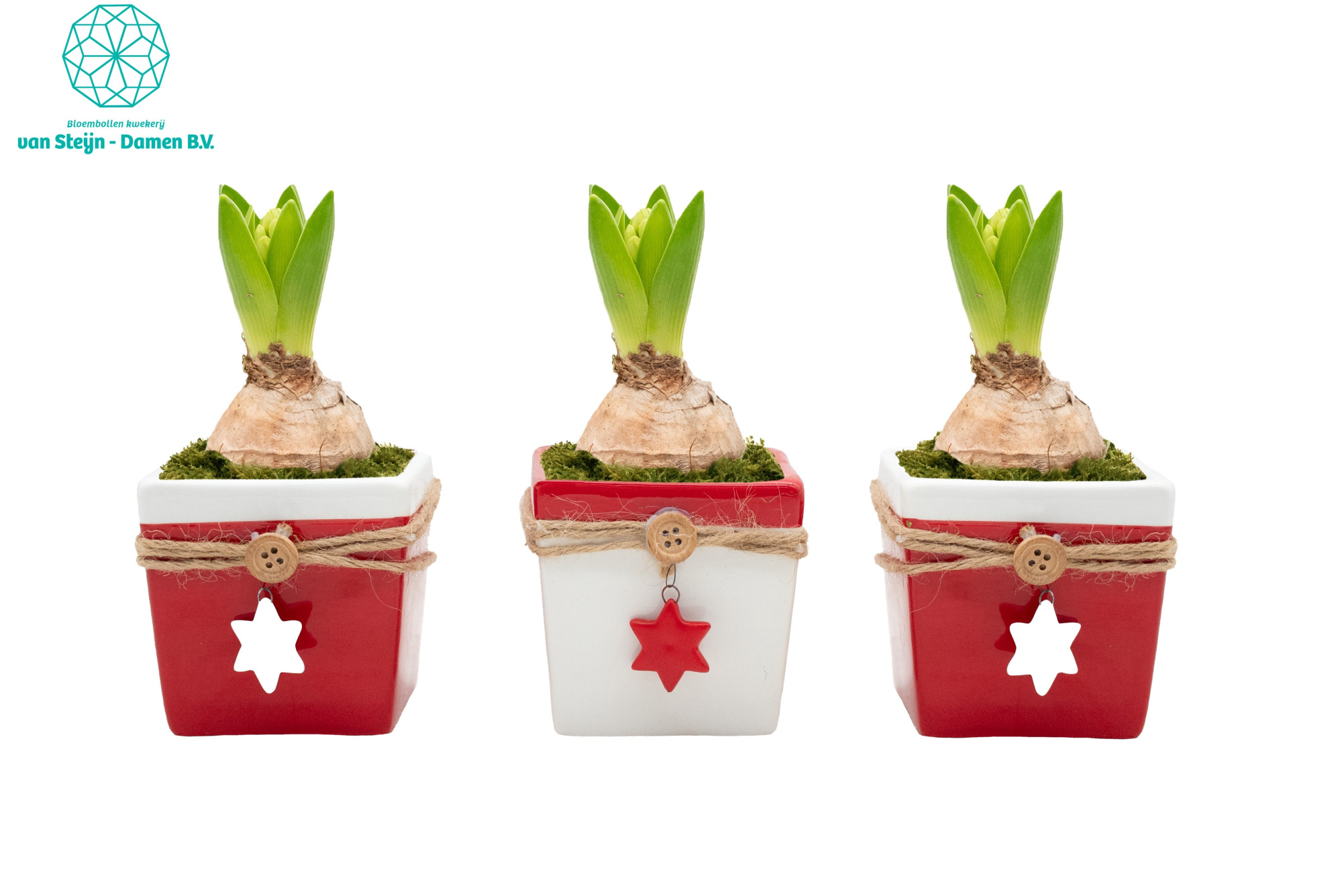 Hyacinthus 'Holiday Star', D 9