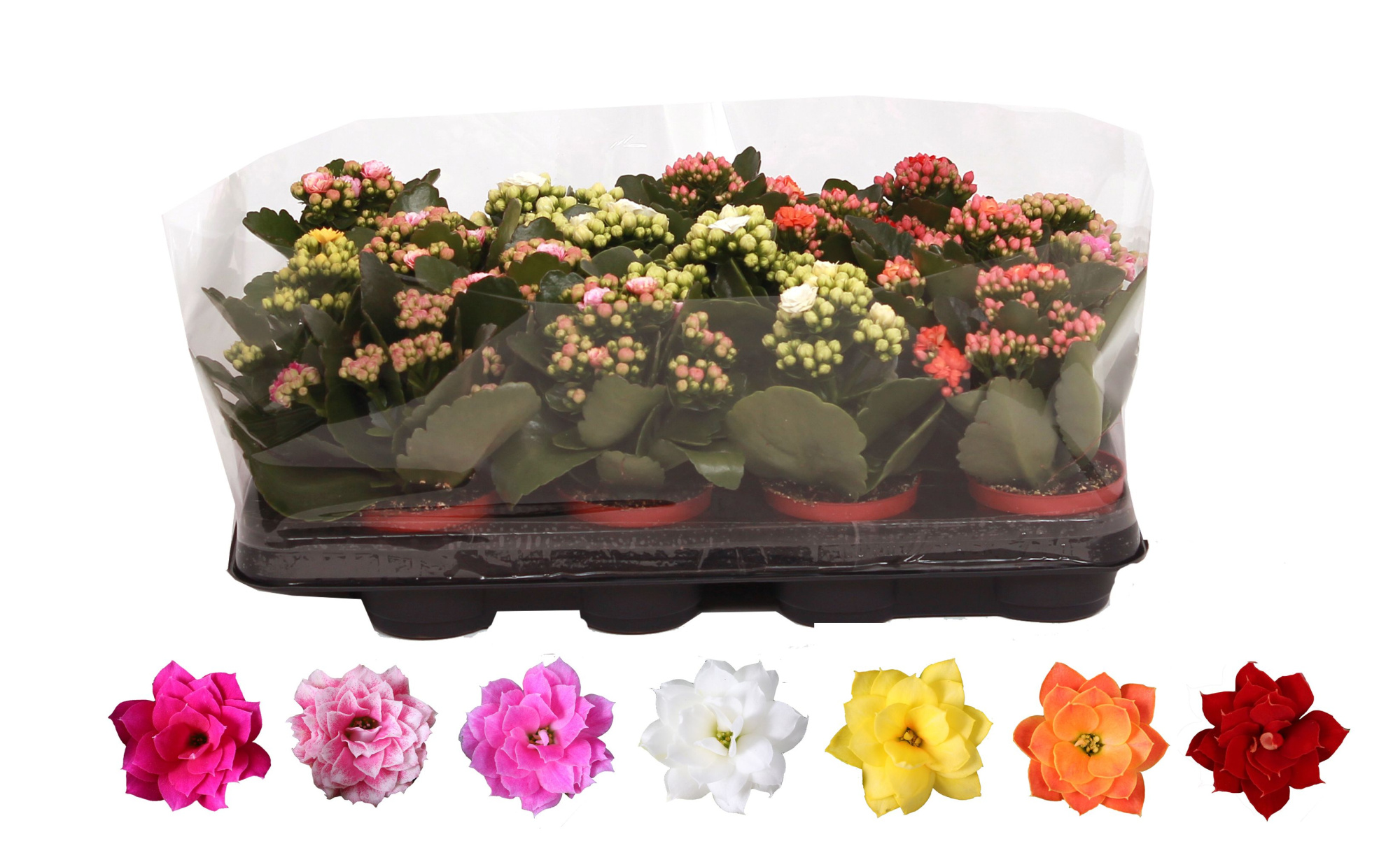 Kalanchoe Rosalina 07cm mix, Trayfolie, D 7 cm