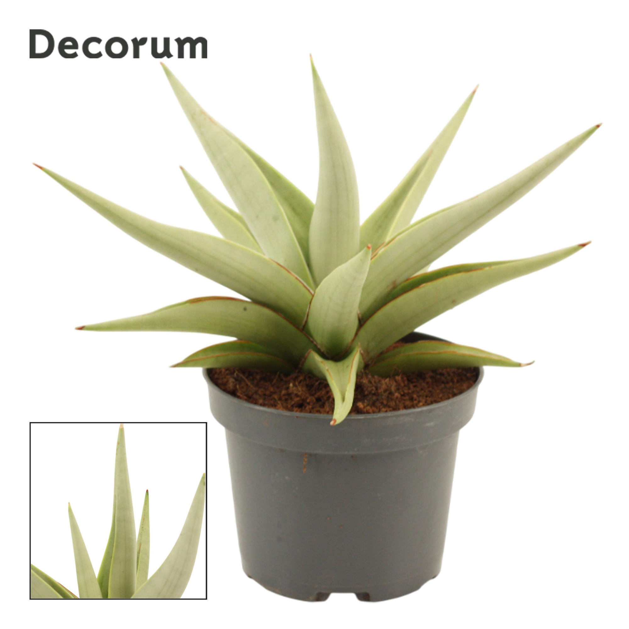 Sansevieria Chanin Crown 12 cm (Decorum), D 12