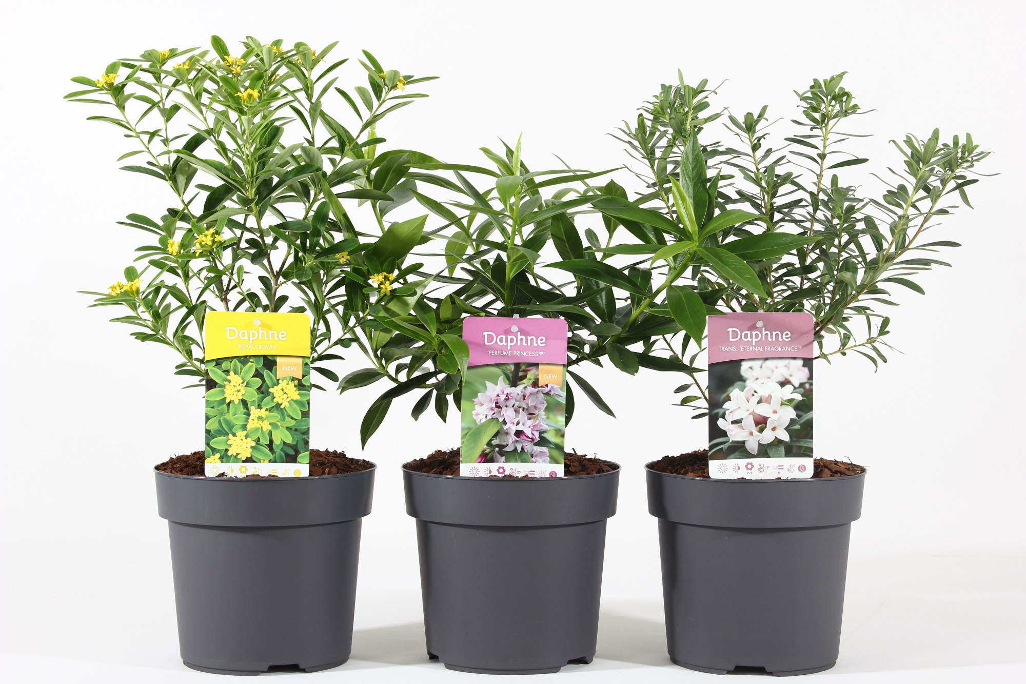 Daphne mix C2.5, D 18 cm