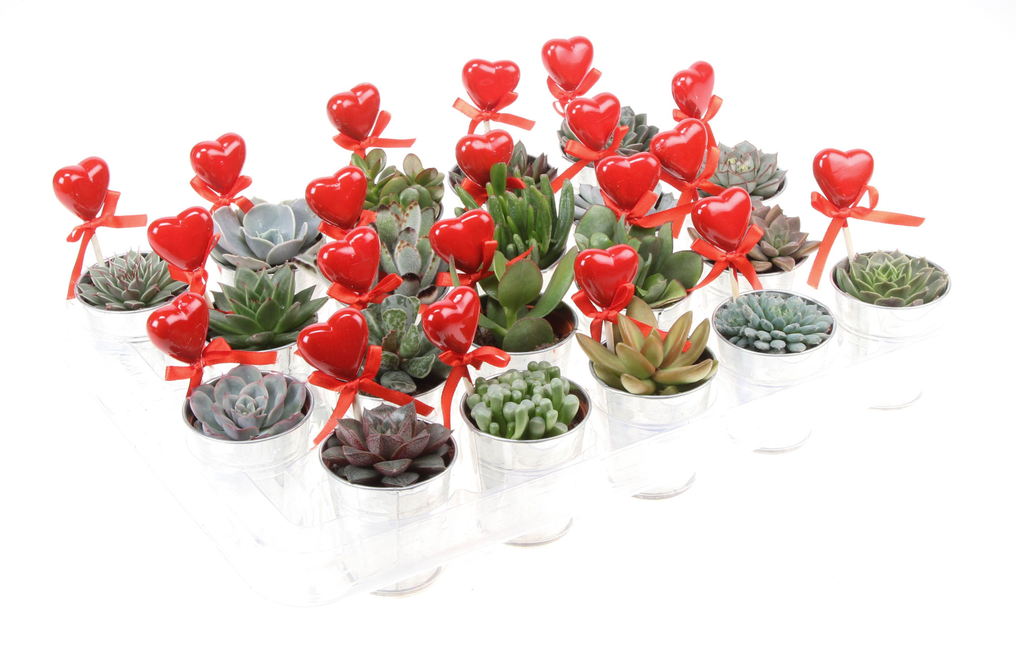 Zink succulent+hartje, D 7 cm