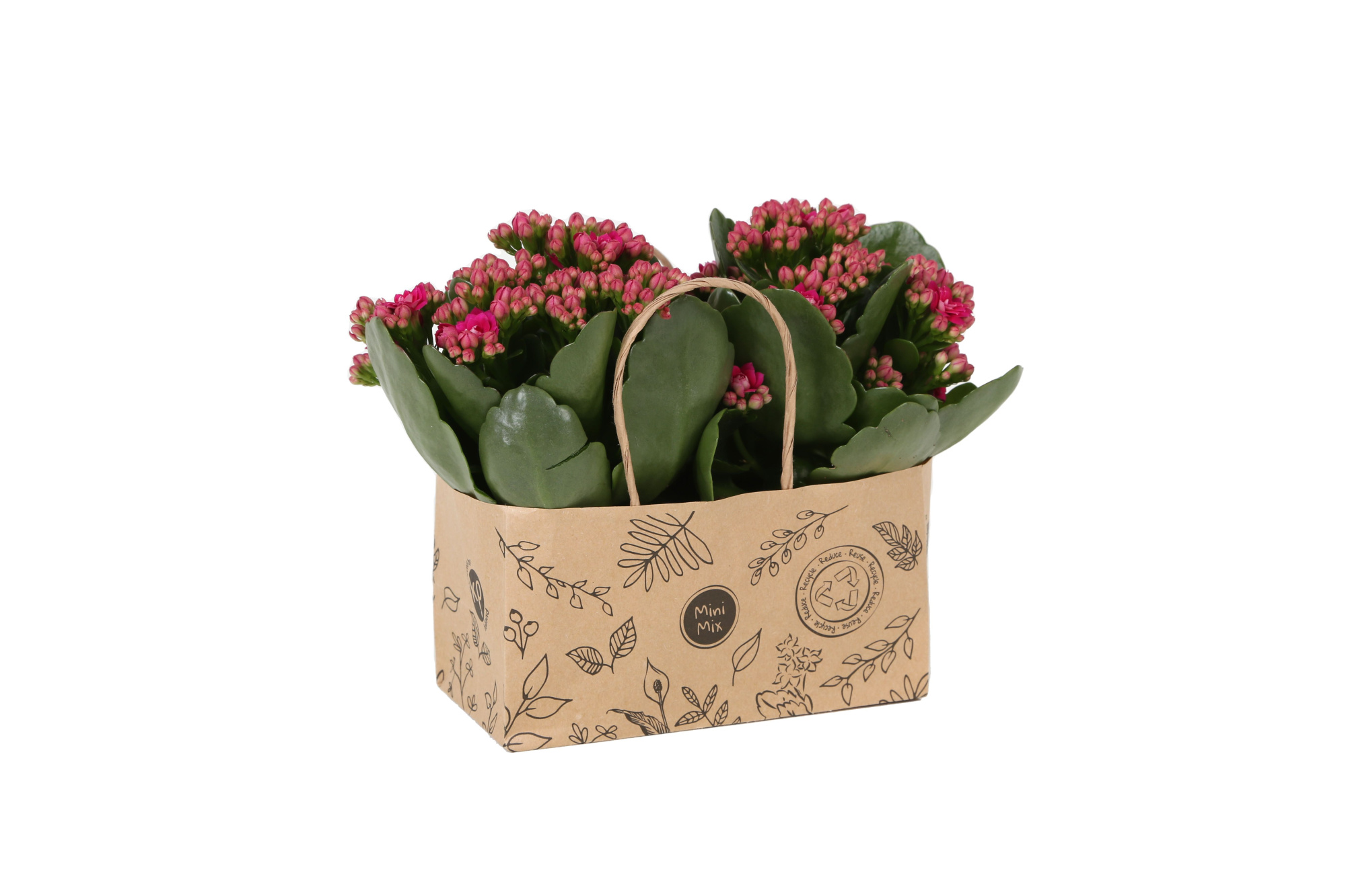 KP-825.3 - Kalanchoe Rosalina 7cm in duo kraft tas, D 7 cm