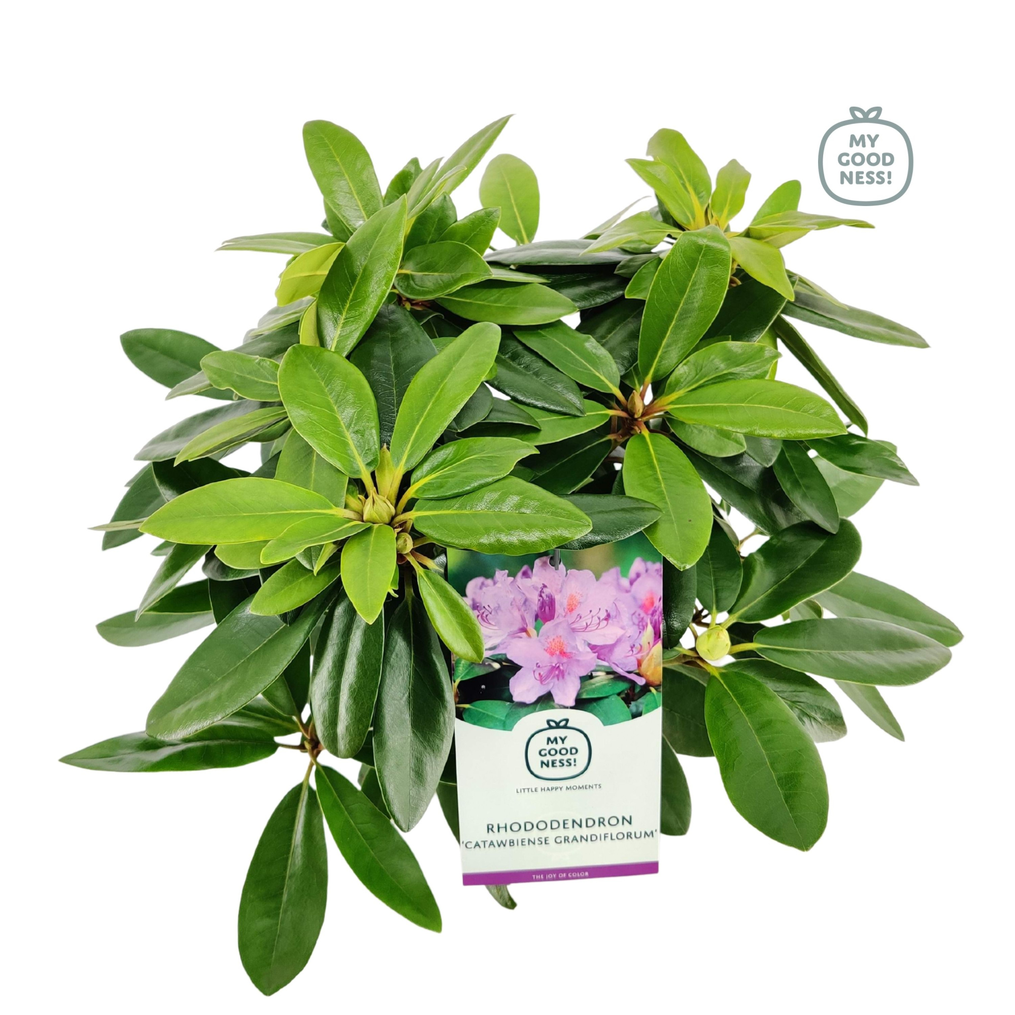 Rhododendron 30-35 /2 liter 'Catawbiense Purpurea', D 17