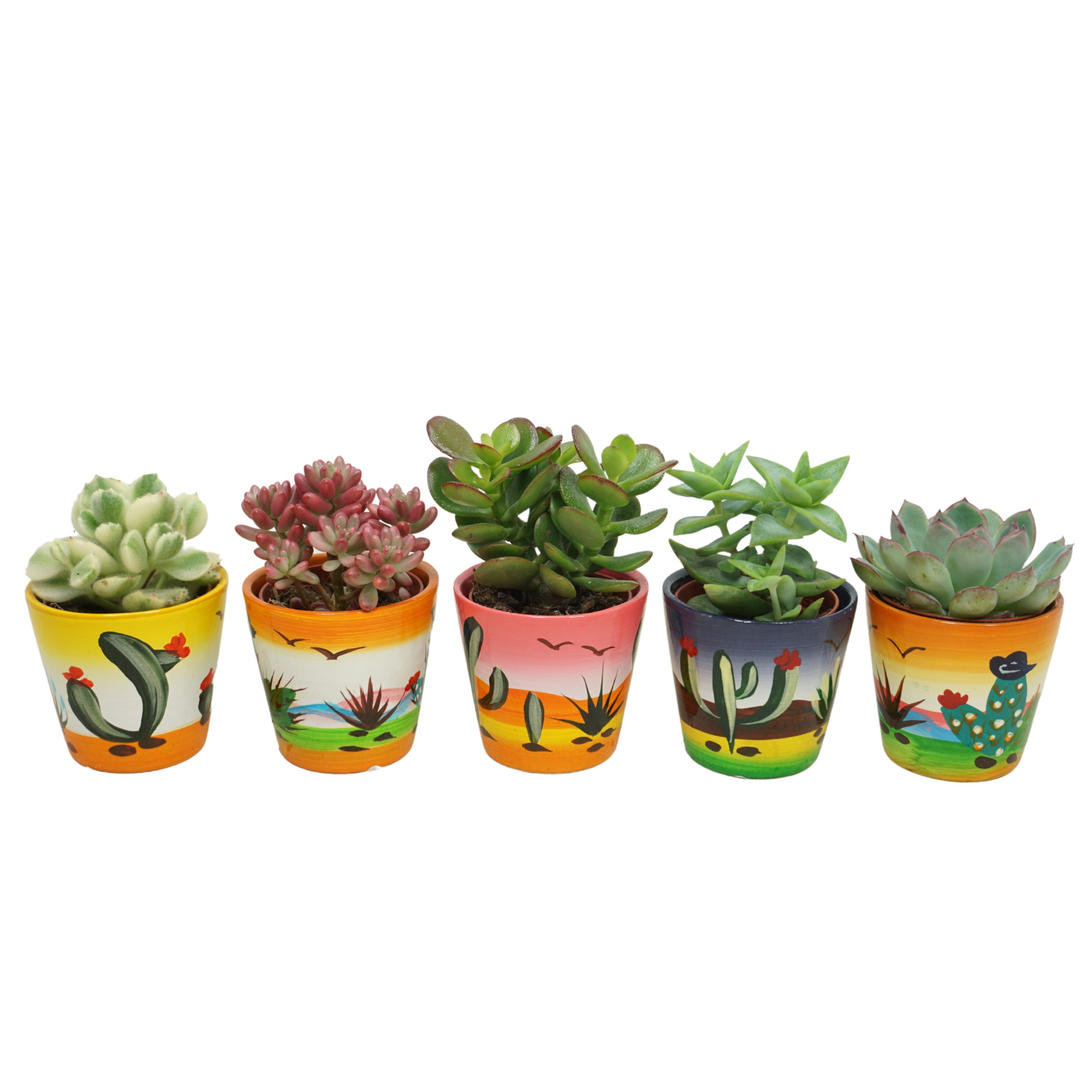 Succulent mix in 6 cm 'Decorpotje', D 5,5 cm