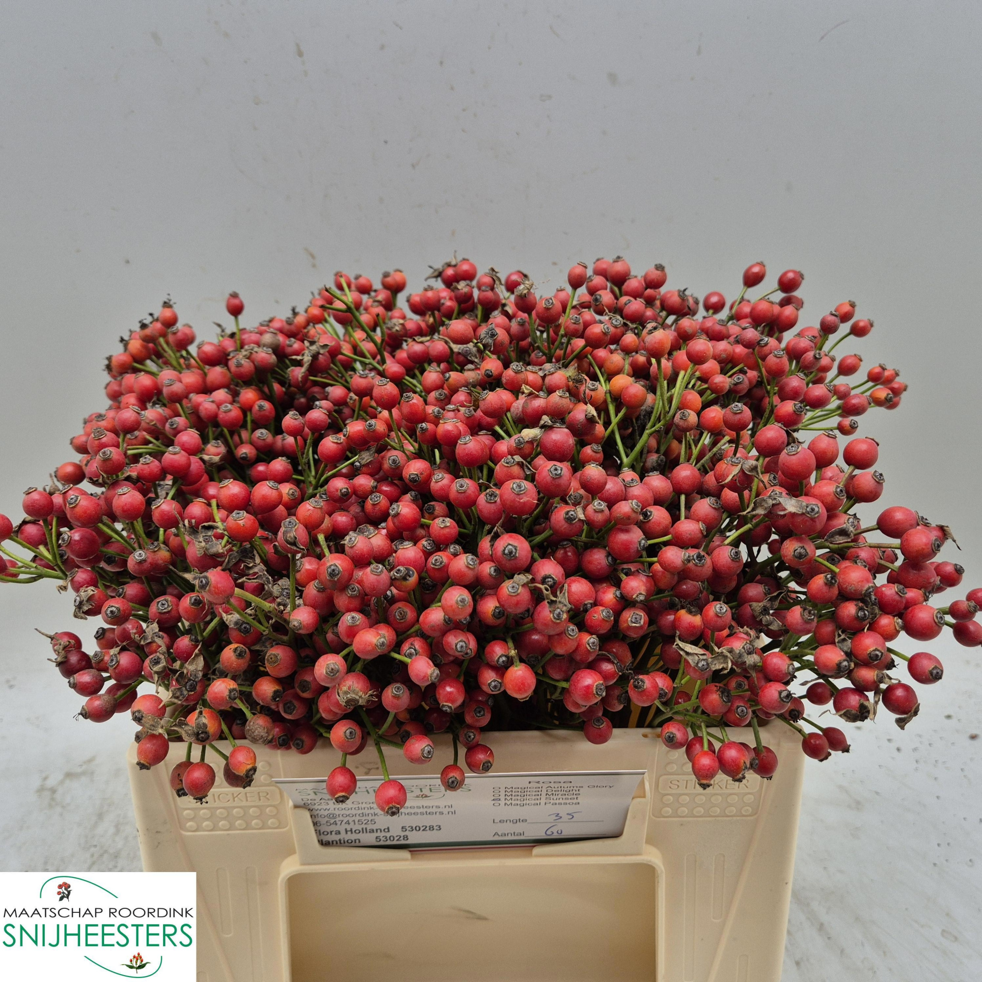 Рузботель Мэджикал Сансет 35, шт.