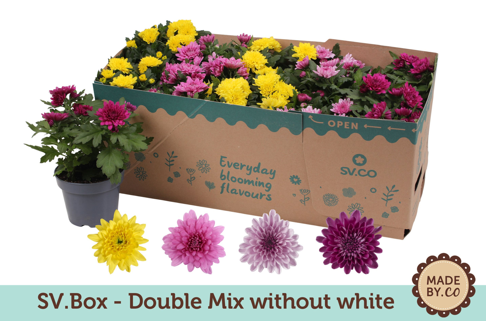 Chrysant Double Mix in SV.Box - without white, D 12