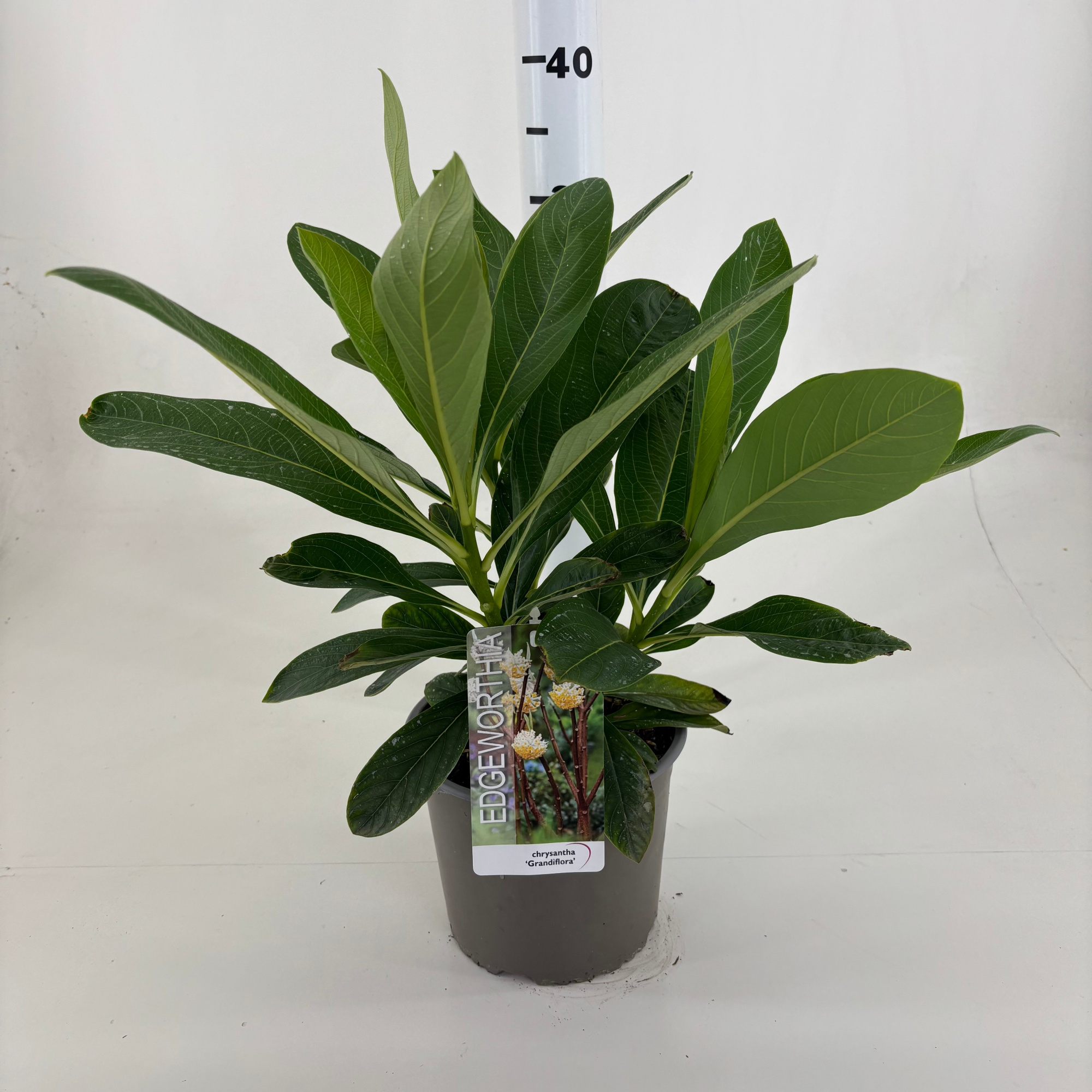 Edgeworthia chrysantha 'Grandiflora', D 19 cm