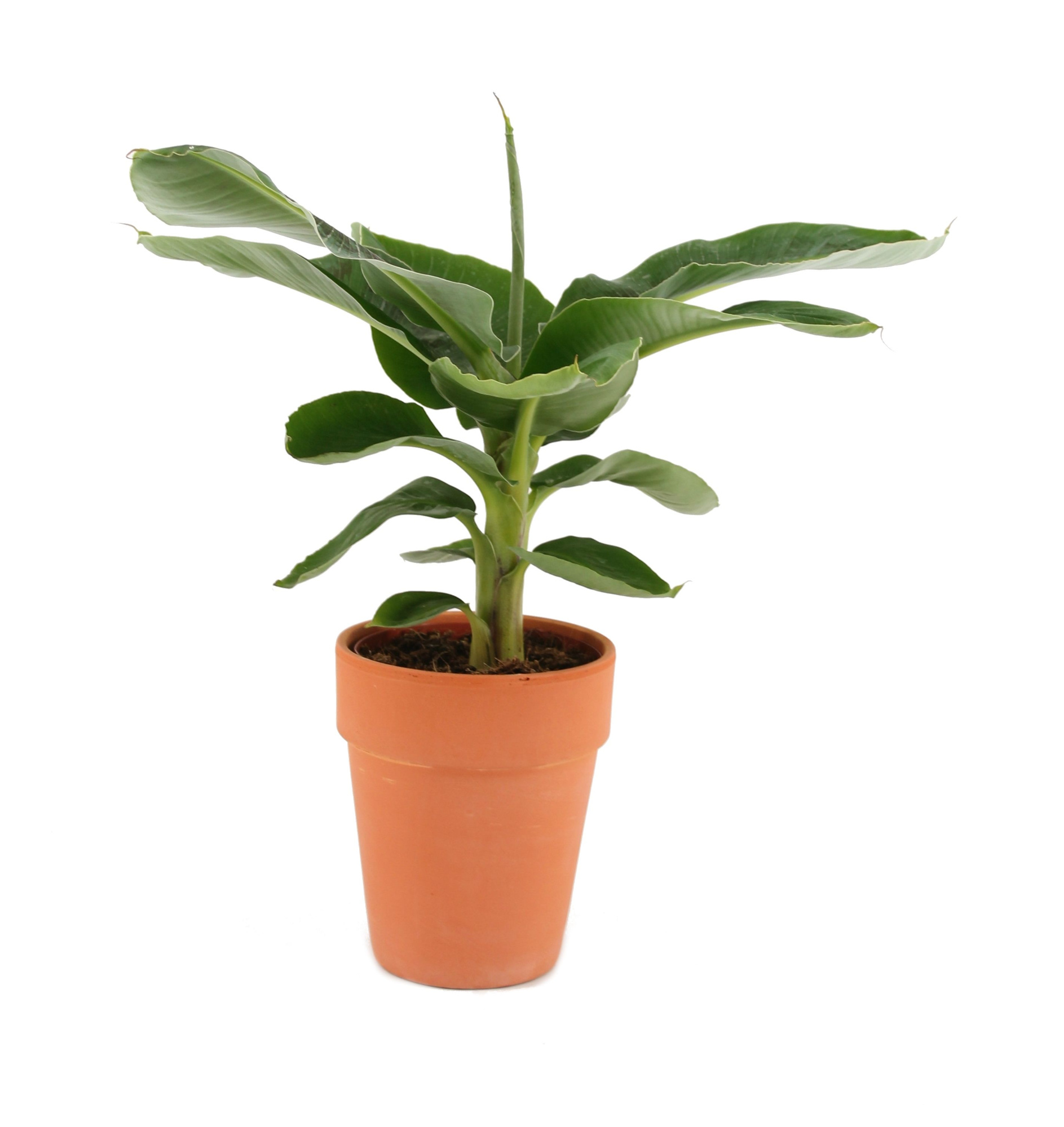 Musa Tropicana p17 terracotta sierpot, D 17 cm