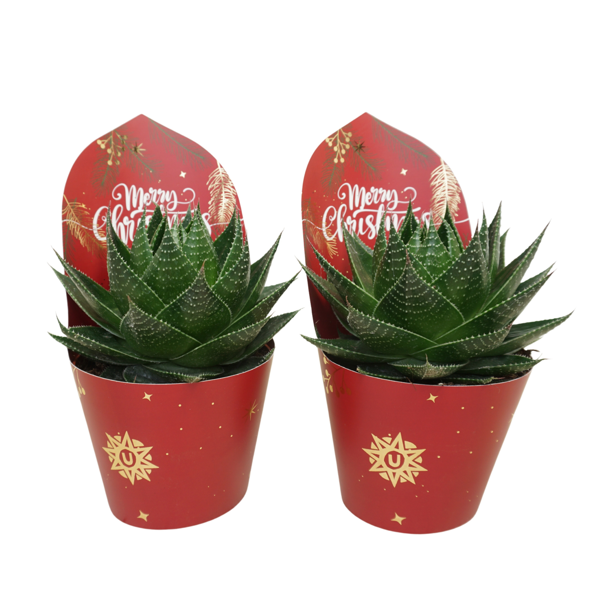 Aloë cosmo 13 cm in Kerst potcover, D 13 cm