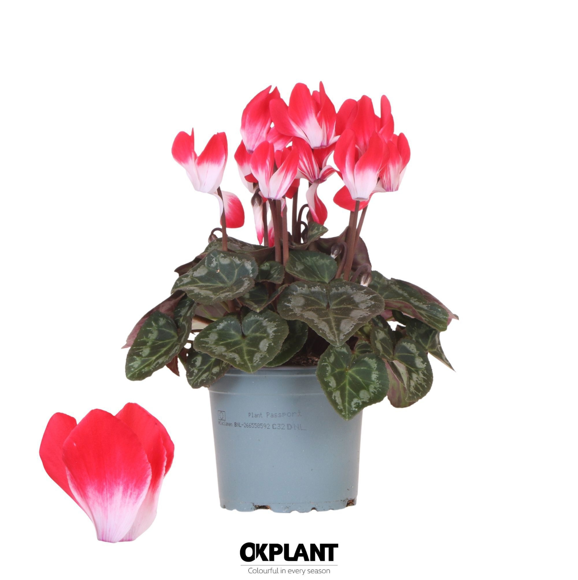 Cyclamen Indiaka red, D 12 cm