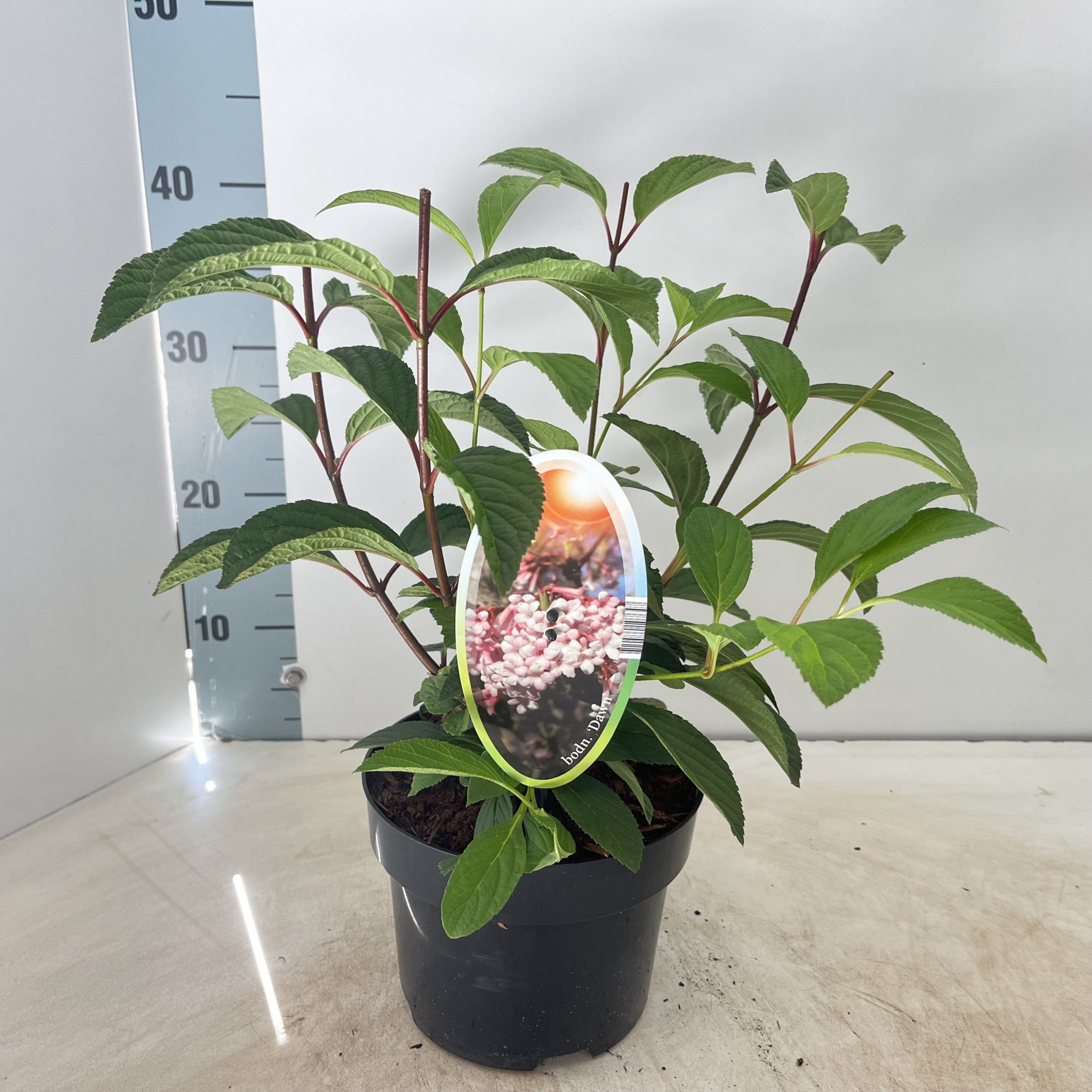 Viburnum bodnantense 'Dawn', D 17 cm