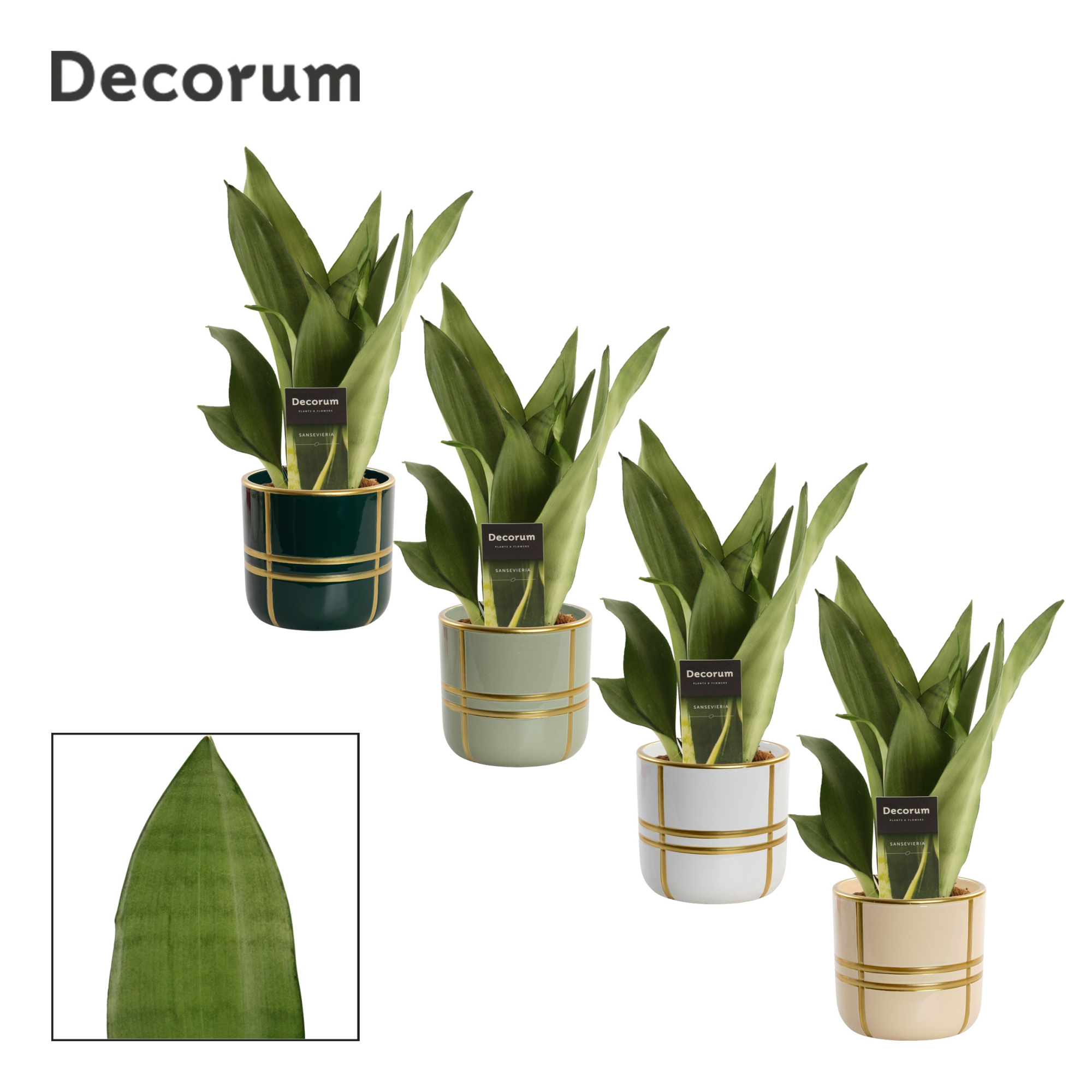 Sansevieria Moonshine 12 cm in Lauri (Top blend-collection), D 12 cm