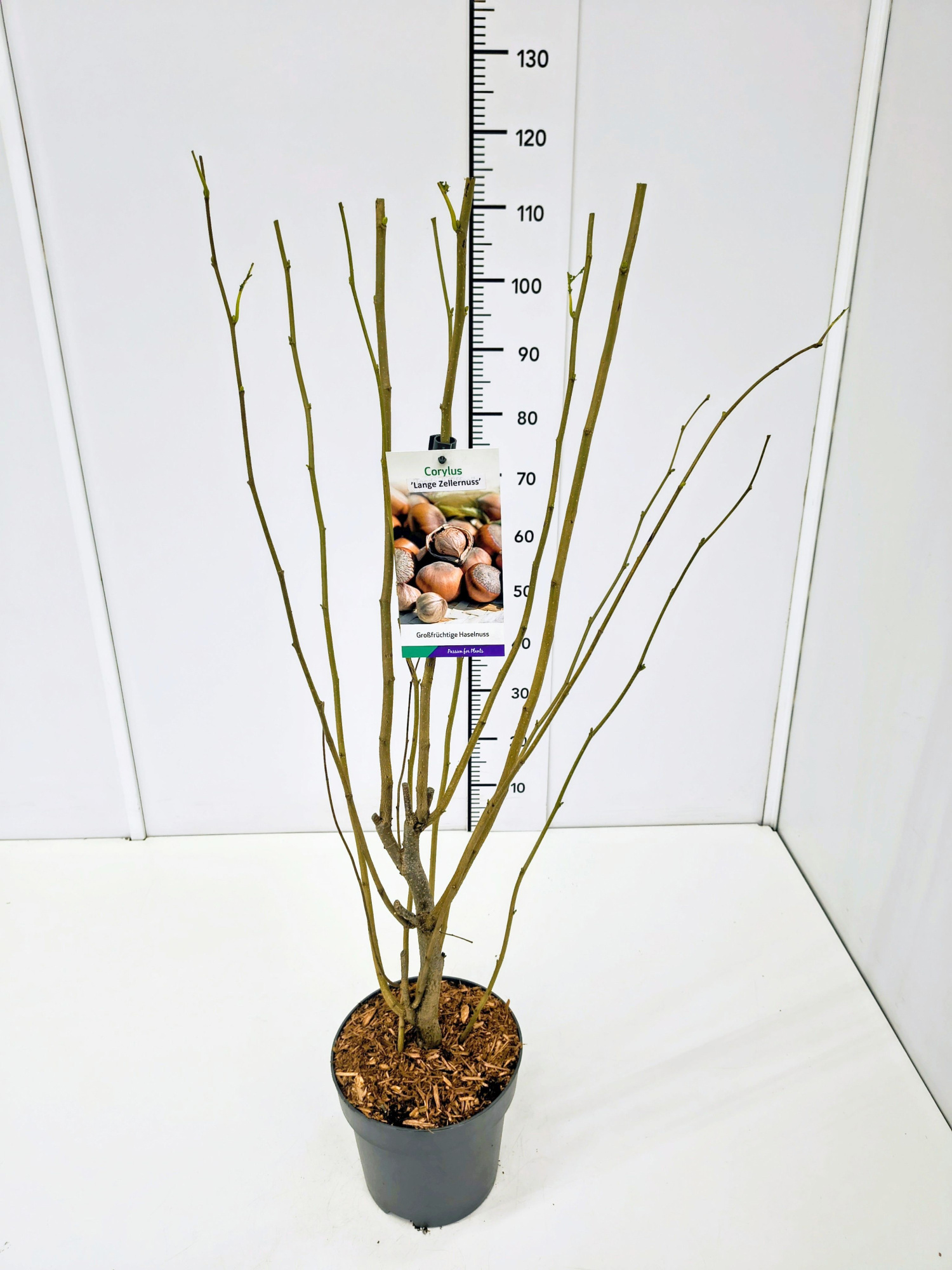 Corylus maxima 'Lange Zellernuss' 80-100C5, D 23 cm