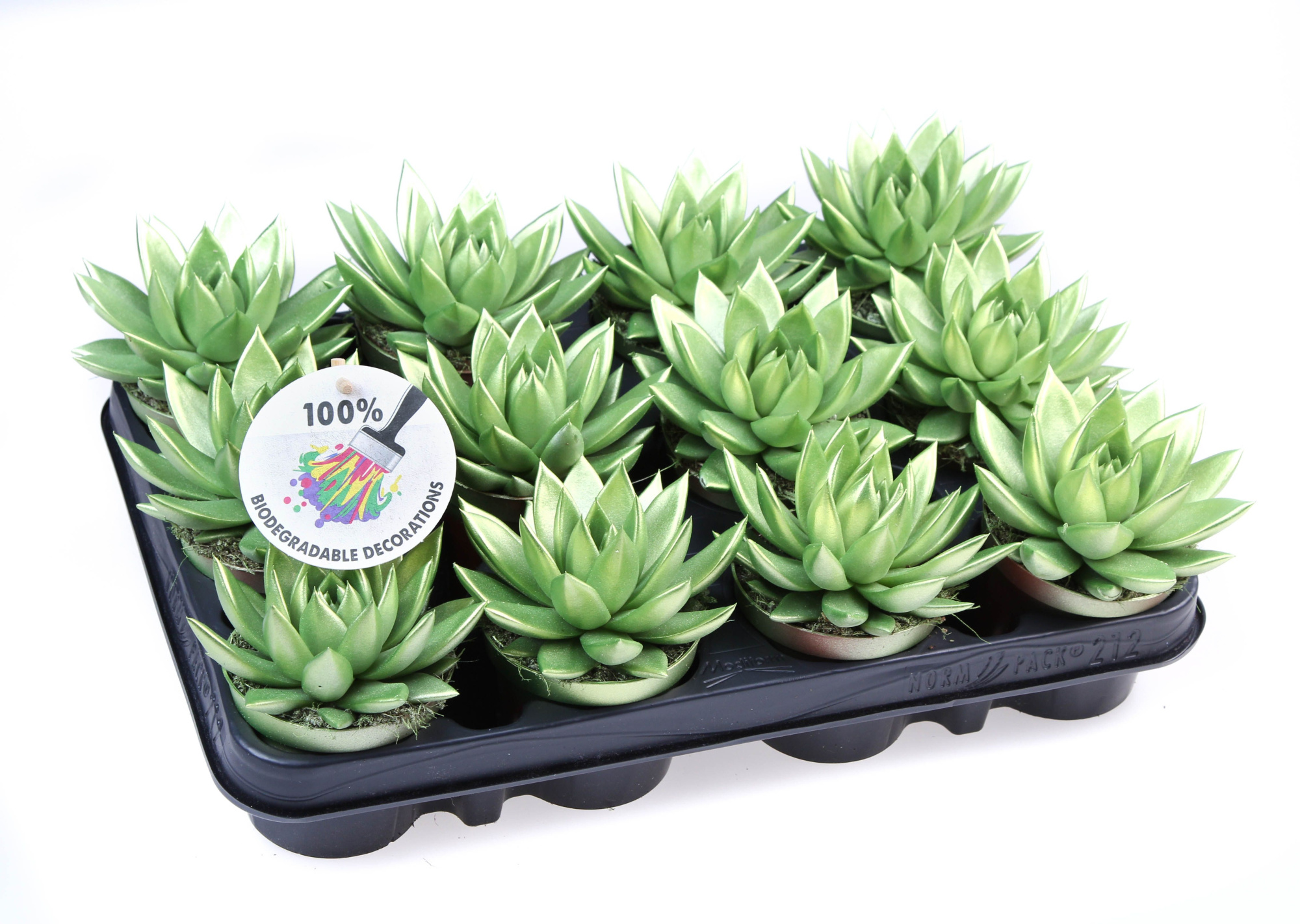 Rainbow Metallic green, D 8,5