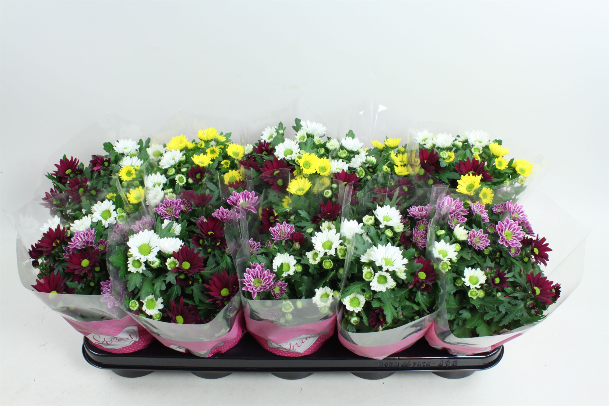 Chrysant Stream mix Fancy & Fusion, D 12 cm