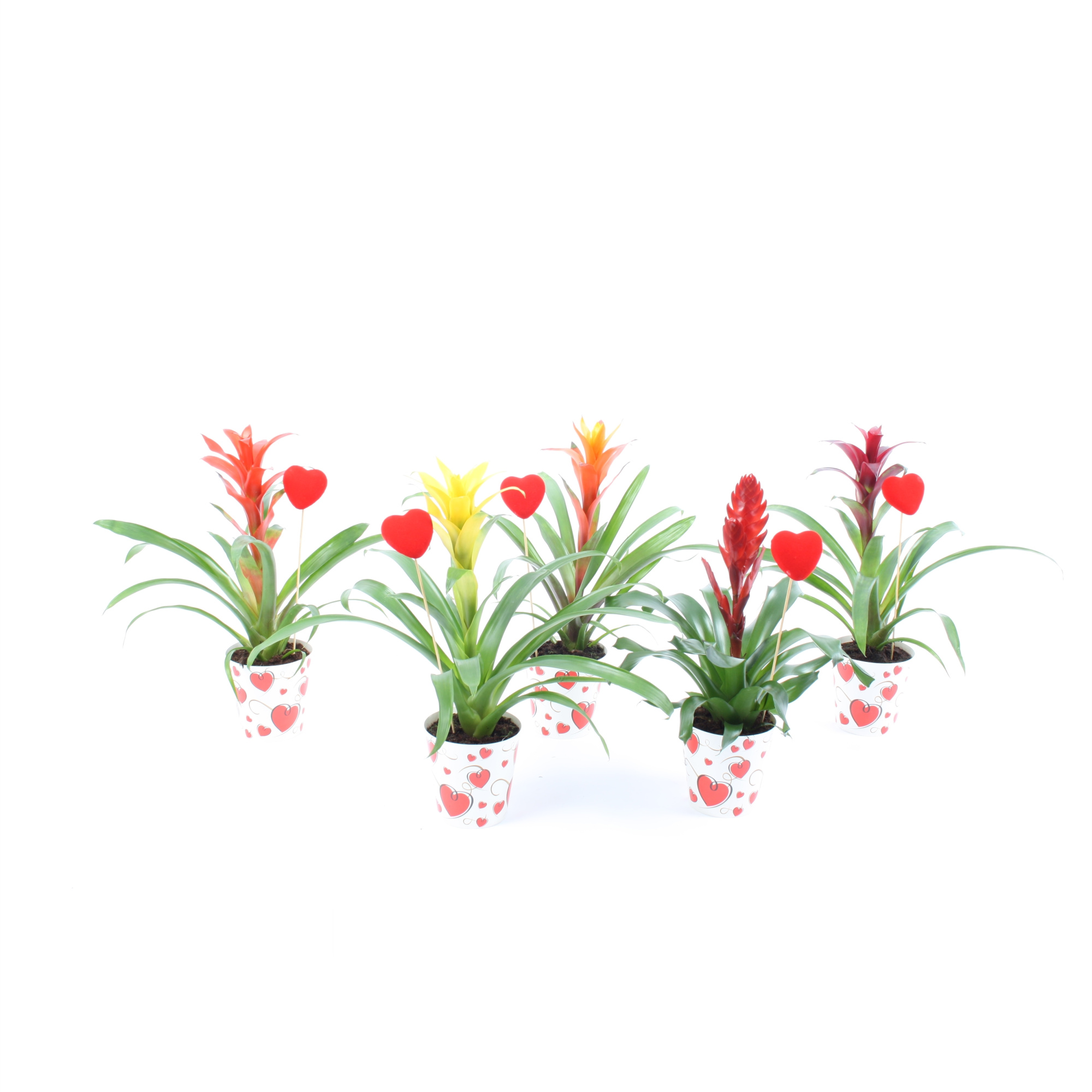 Bromelia mix True Love hart cover + steker, D 12,5 cm
