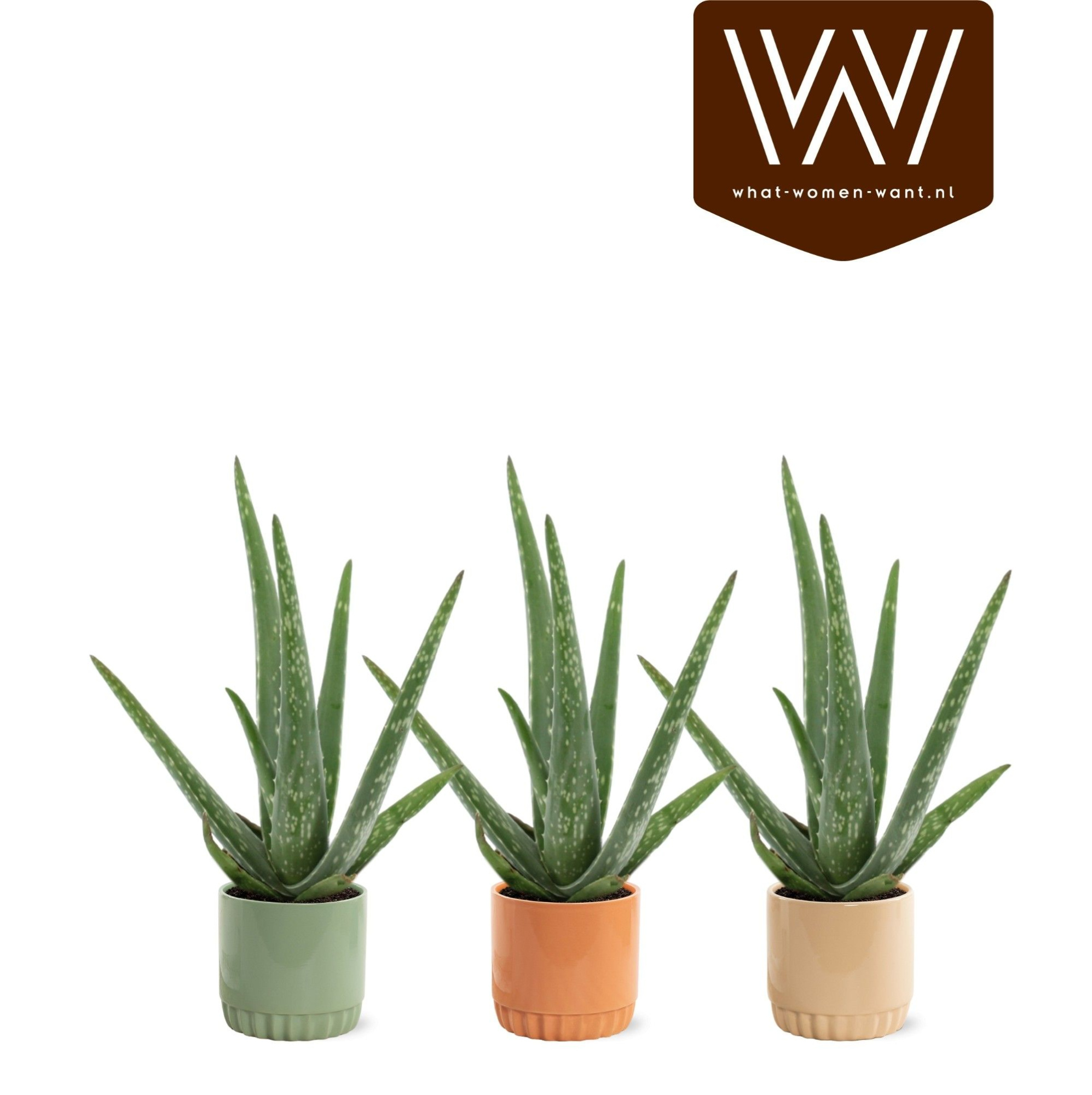 Aloe Vera P12 Liam - Nature World, D 13 cm
