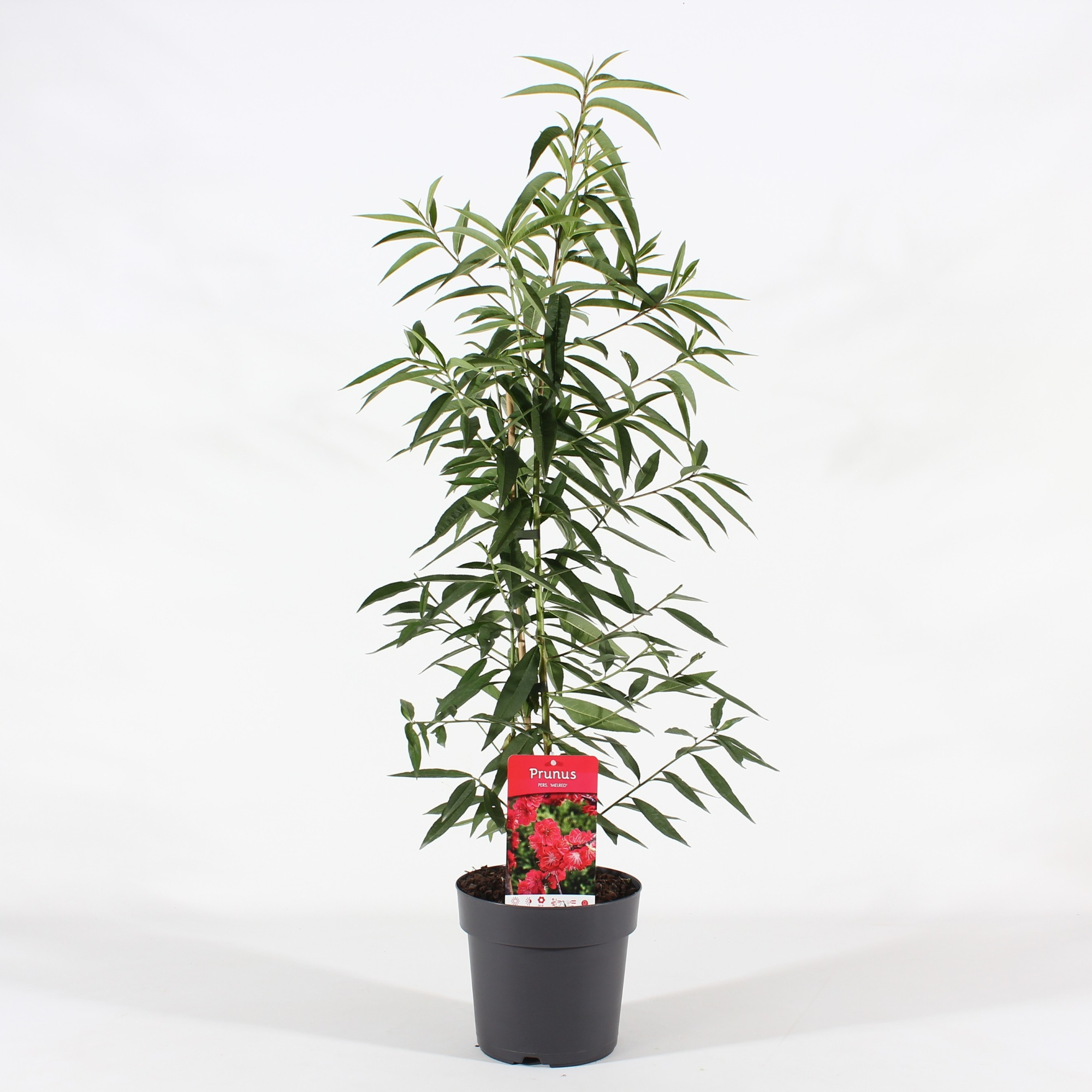 Prunus pers. 'Melred' P21/C4.6, D 21 cm