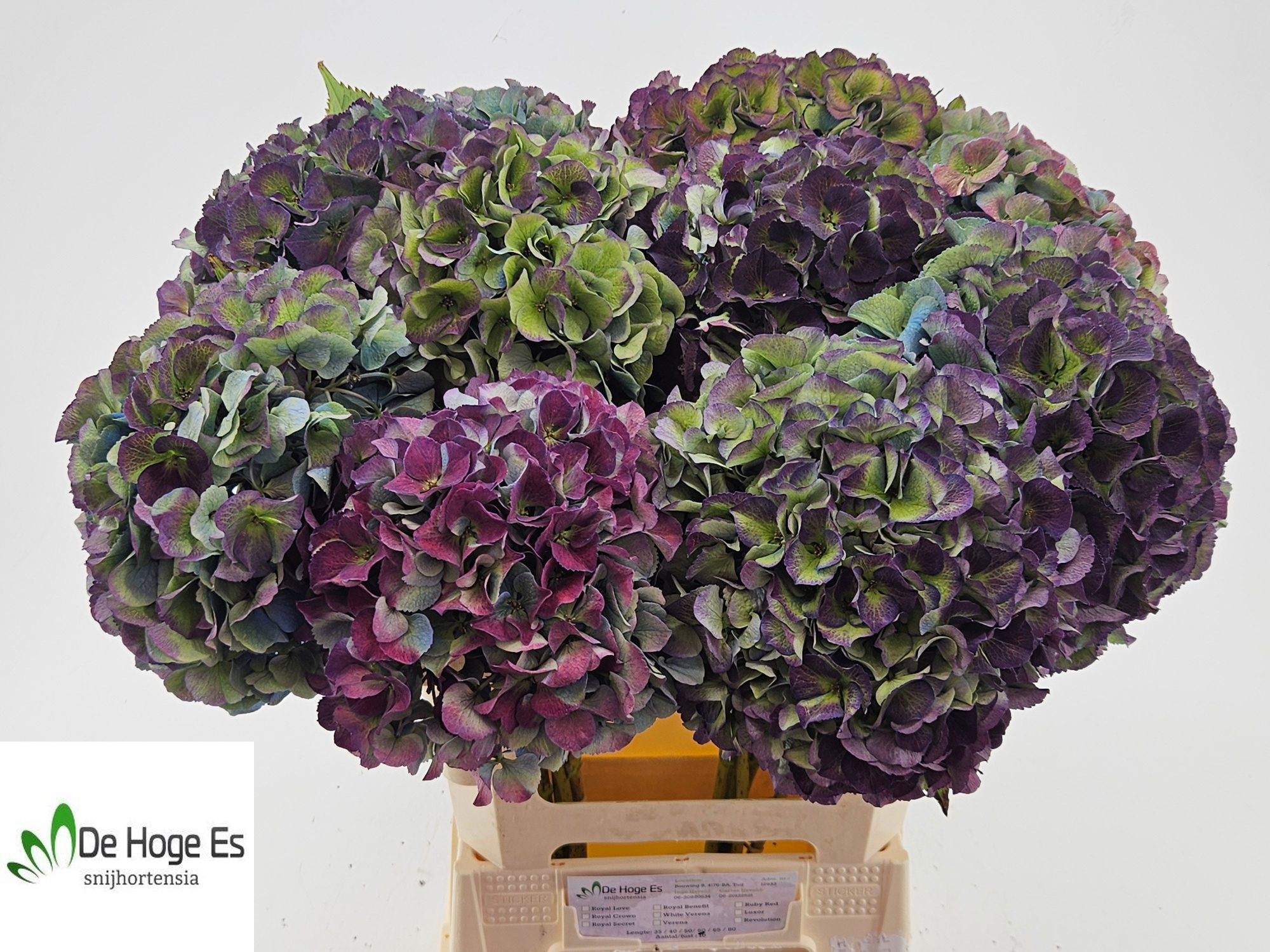 Гортензия Роял Сикрет Классик 60, шт.