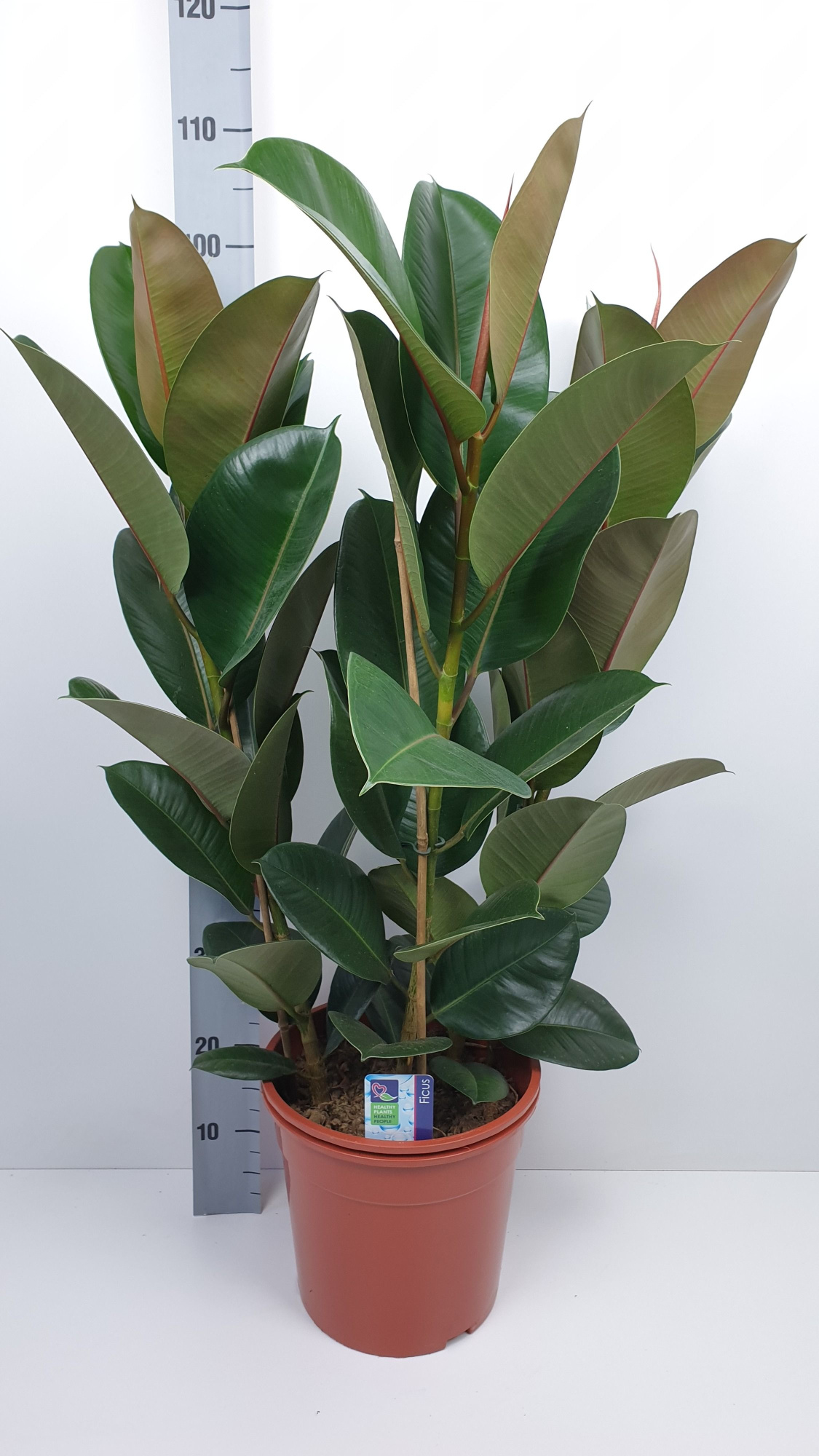 Ficus Robusta, D 27 cm
