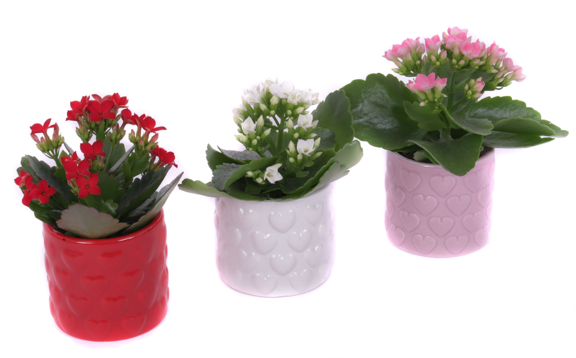 Kalanchoe 6 cm in 3 kleuren keramieke pot met hartjes, D 7