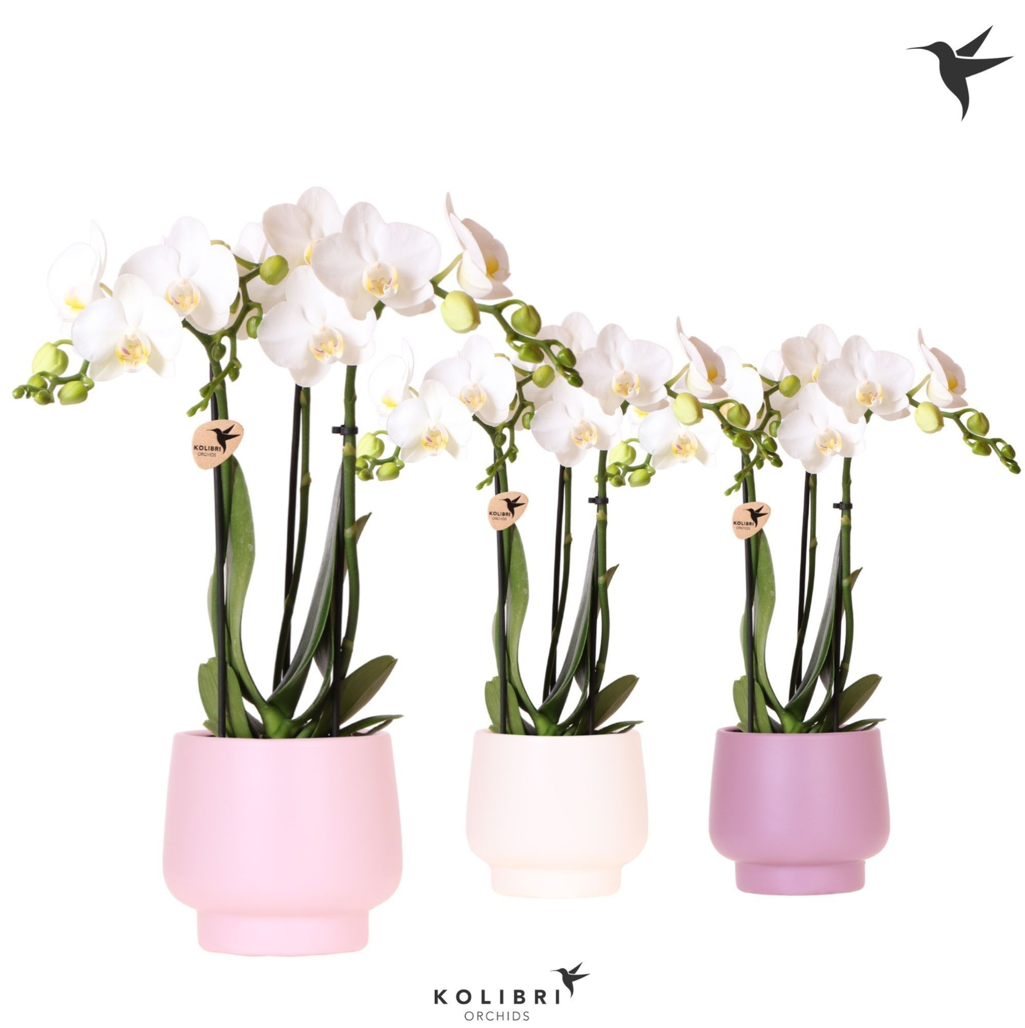 Kolibri Orchids Phalaenopsis white 3 spike in Scandic pot mix, D 9