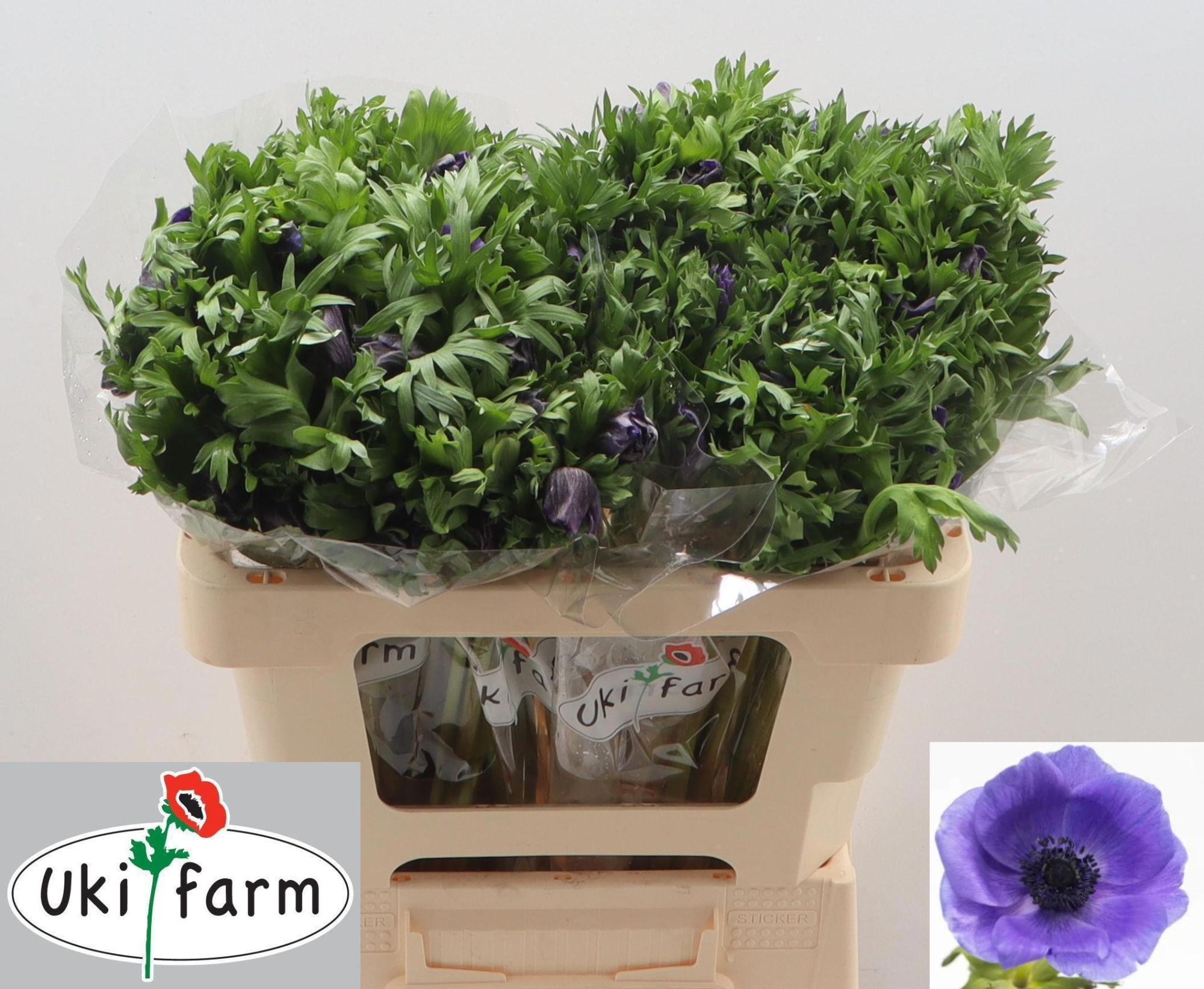 Анемон Галил Блю 50 (син.), шт.