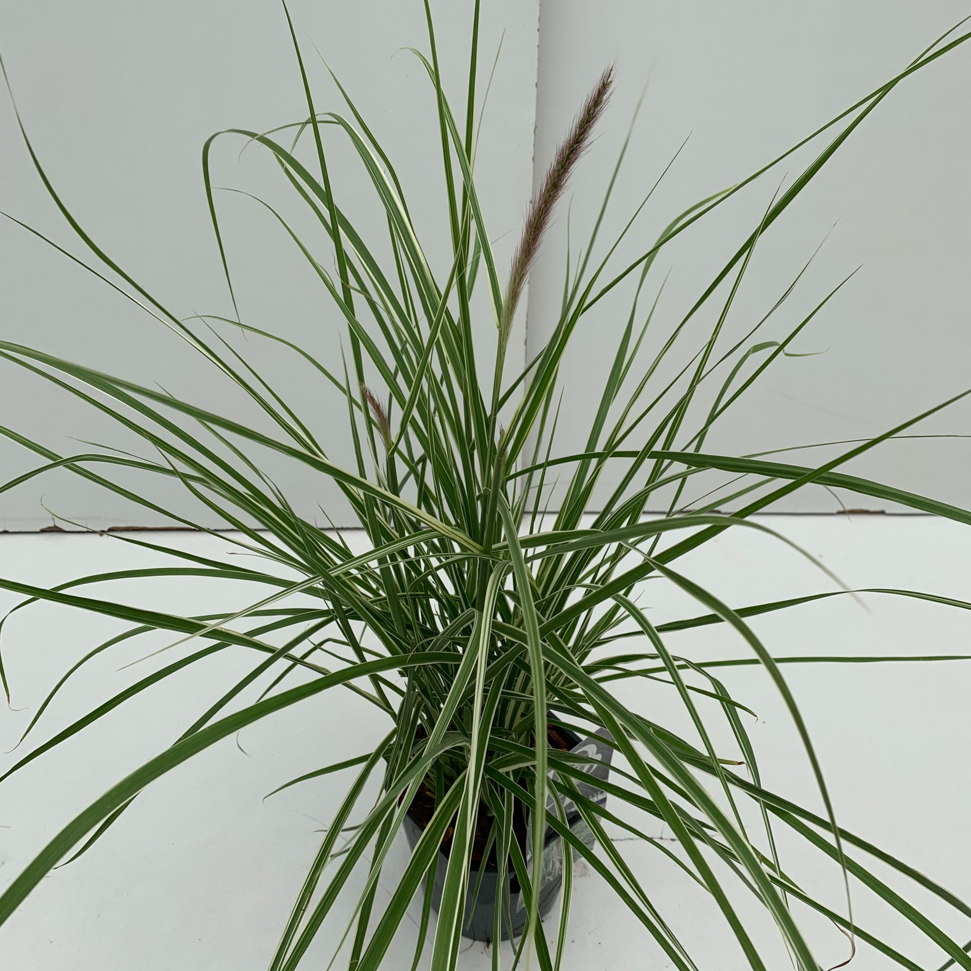 Pennisetum 'Sky Rocket', D 17 cm